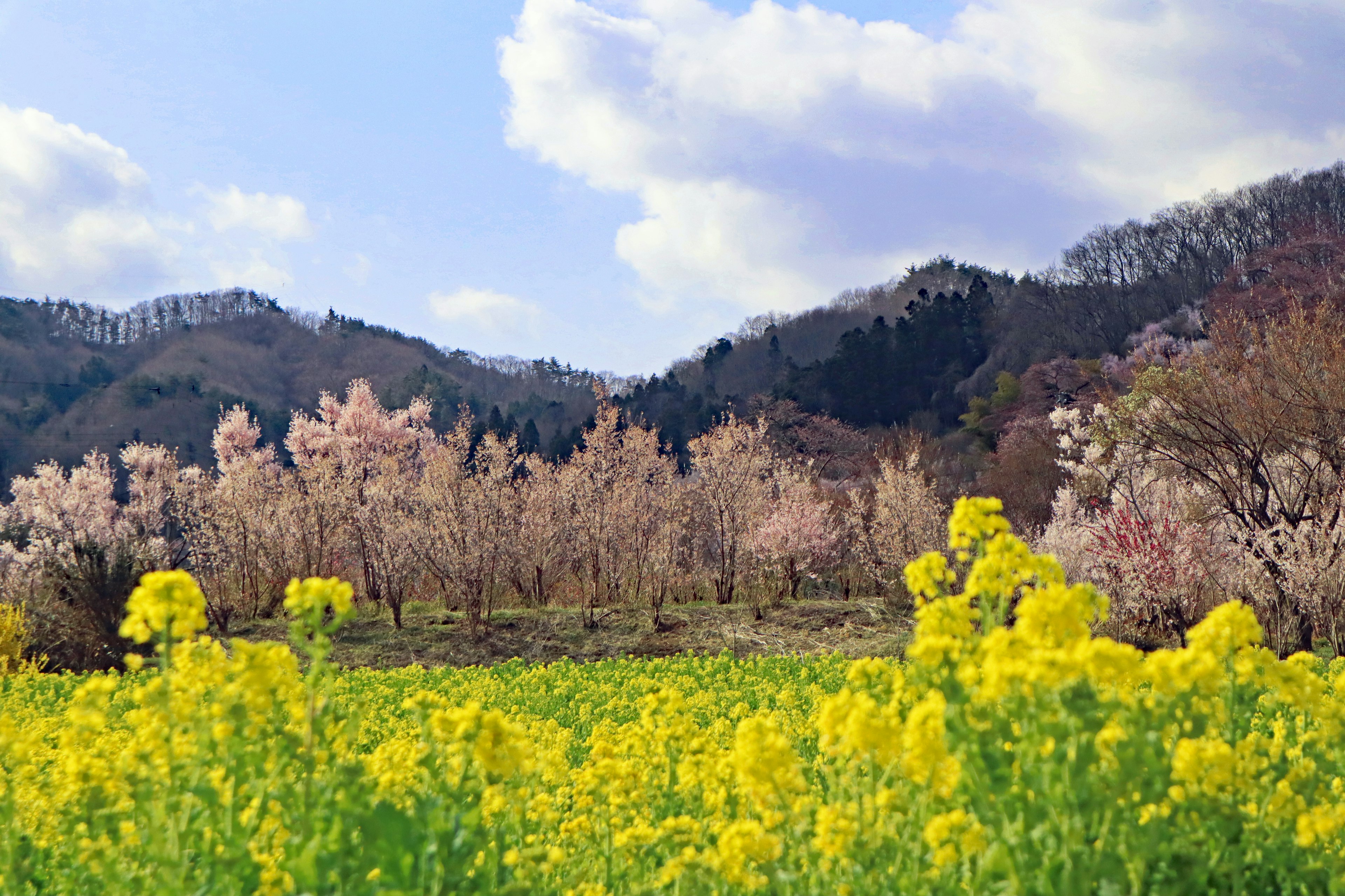 Frühling Landschaft mit leuchtend gelben Rapsblüten und blühenden Kirschbäumen