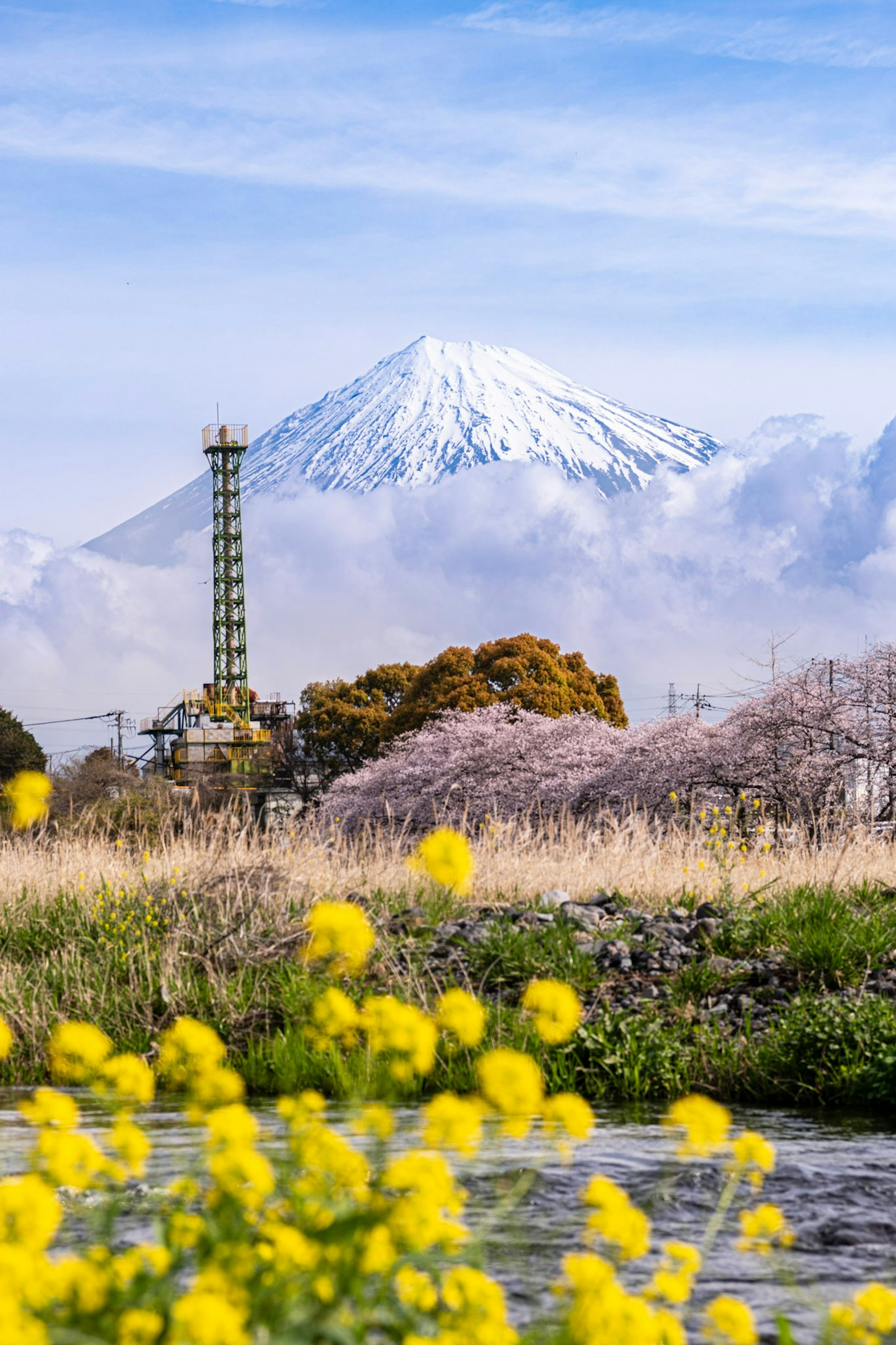 富士山雪頂與前景黃色花朵的風景