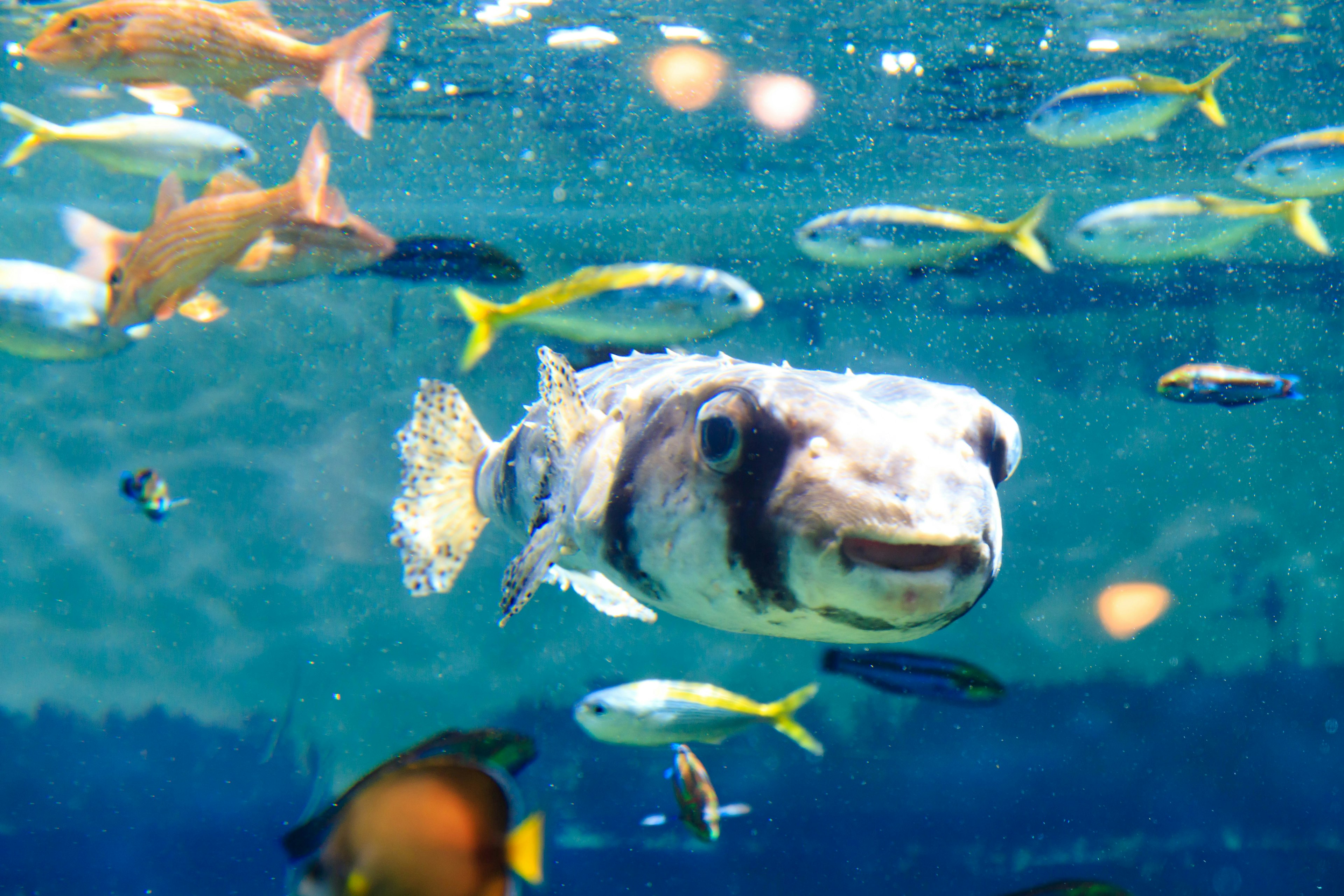 Verschiedene Fische schwimmen im Wasser mit einem lächelnden Kugelfisch