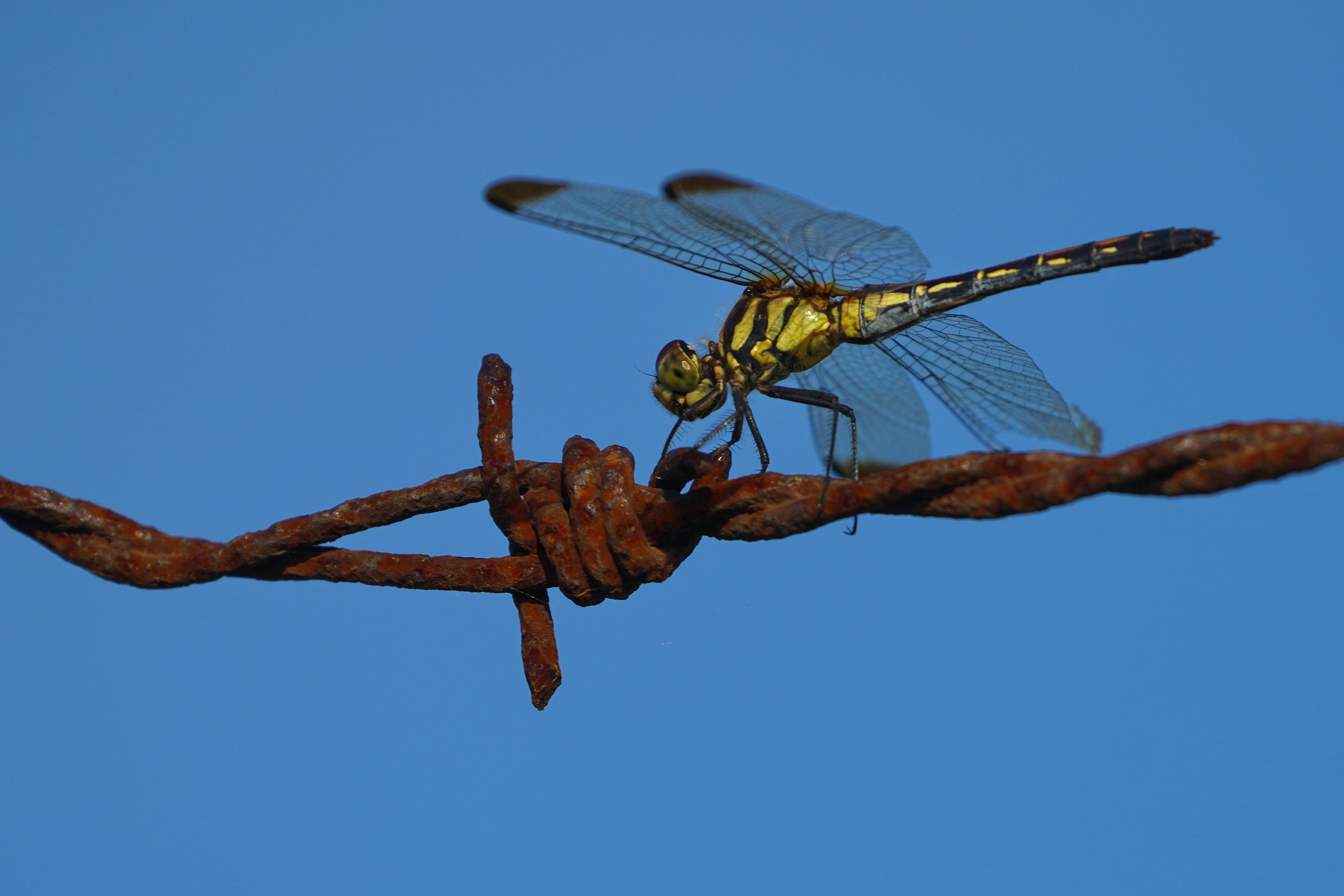 Libellula gialla e nera appollaiata su filo spinato sotto un cielo blu