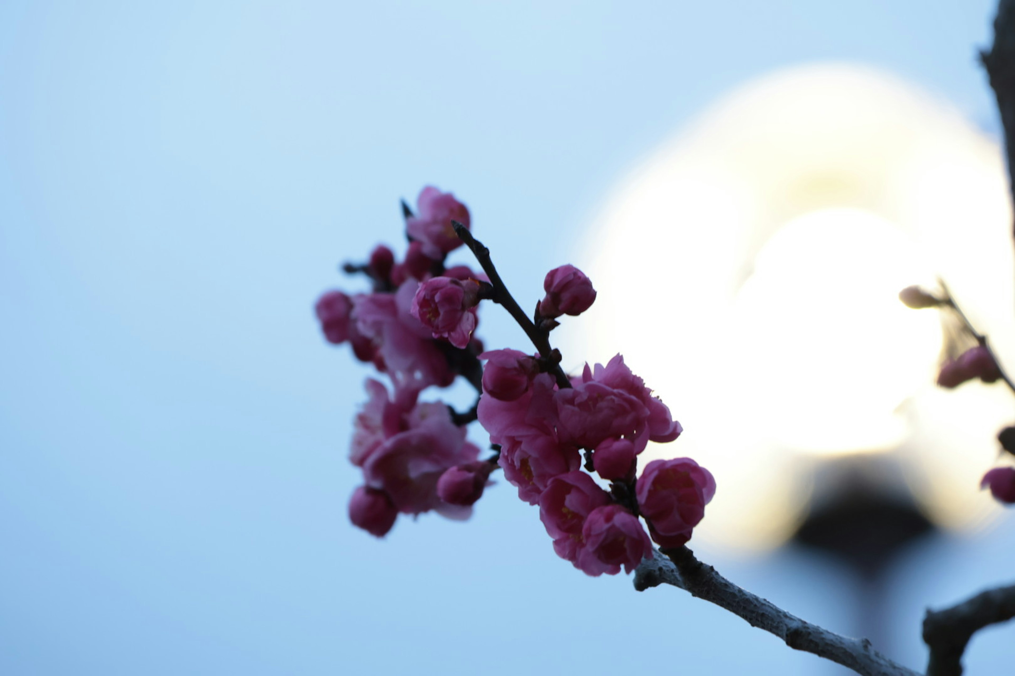 Cabang bunga sakura dengan bunga merah muda di latar belakang cahaya kabur