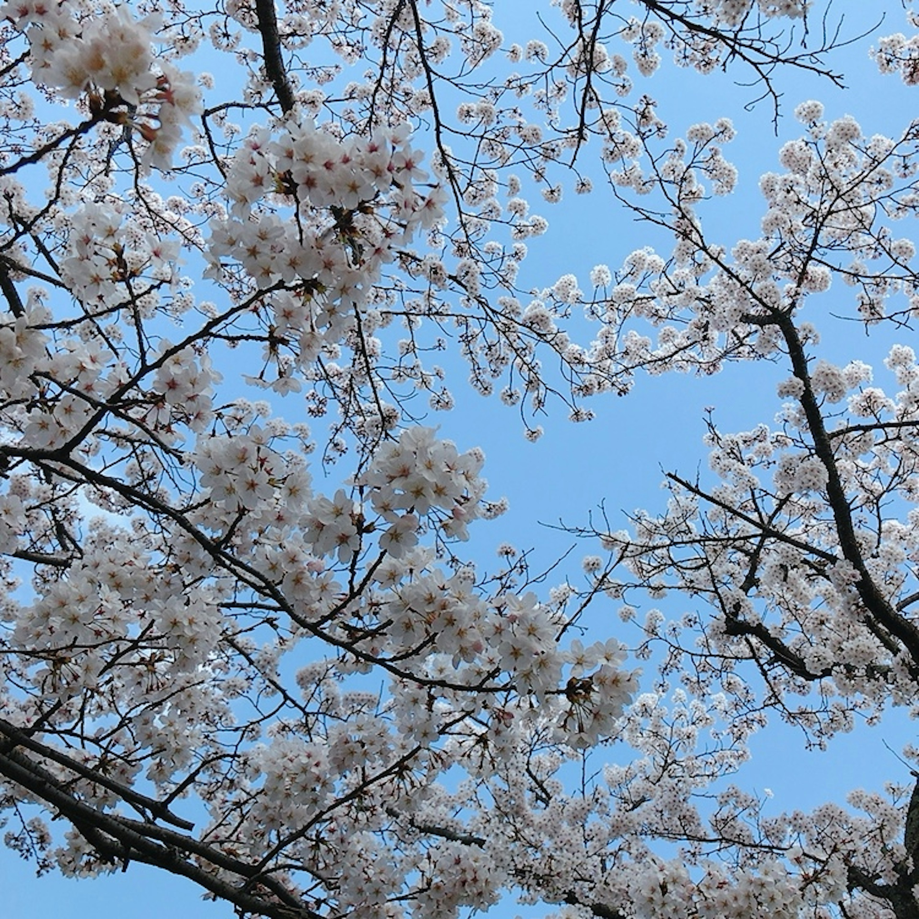 Branches filled with cherry blossoms against a blue sky