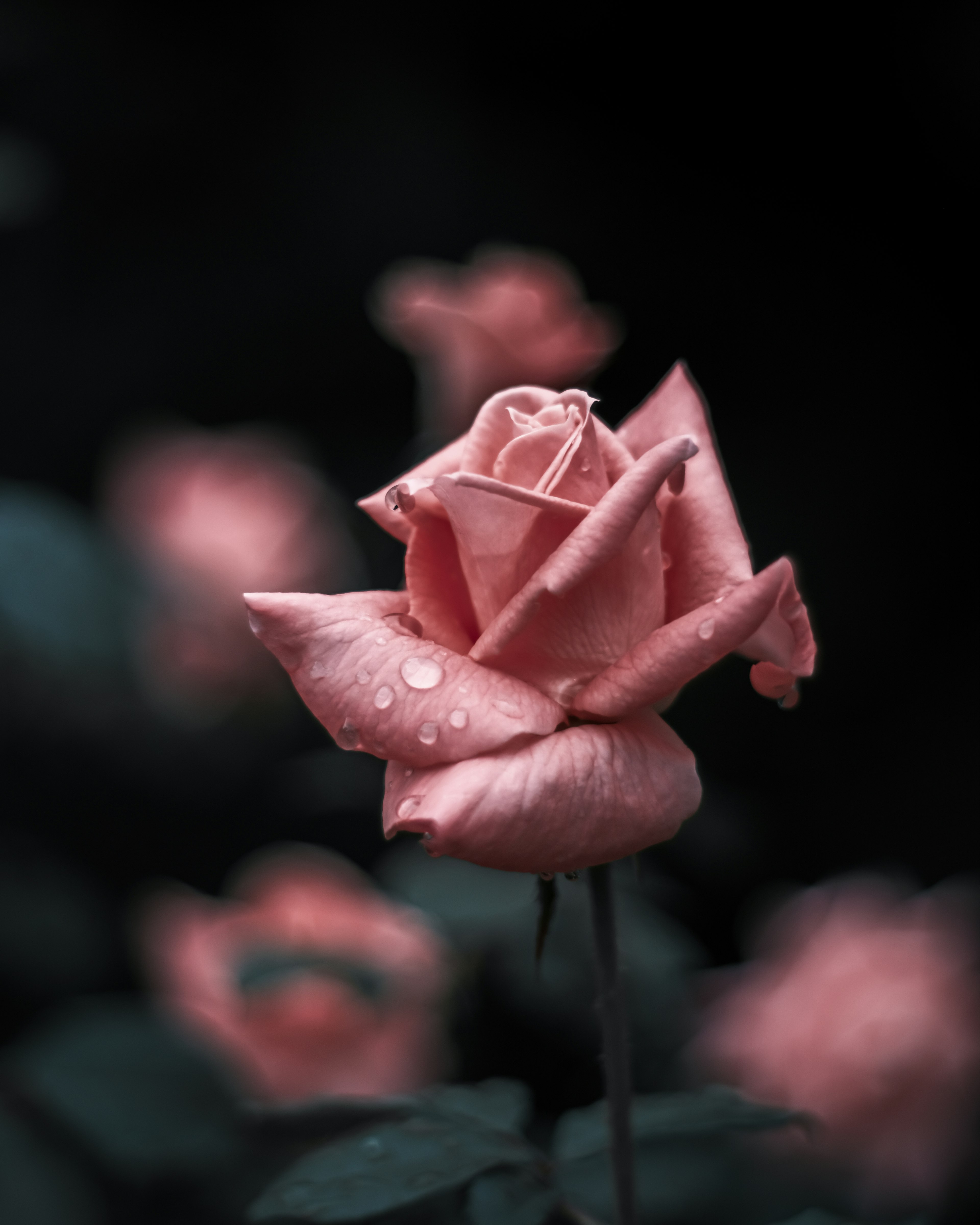 A delicate pink rose stands out against a dark background