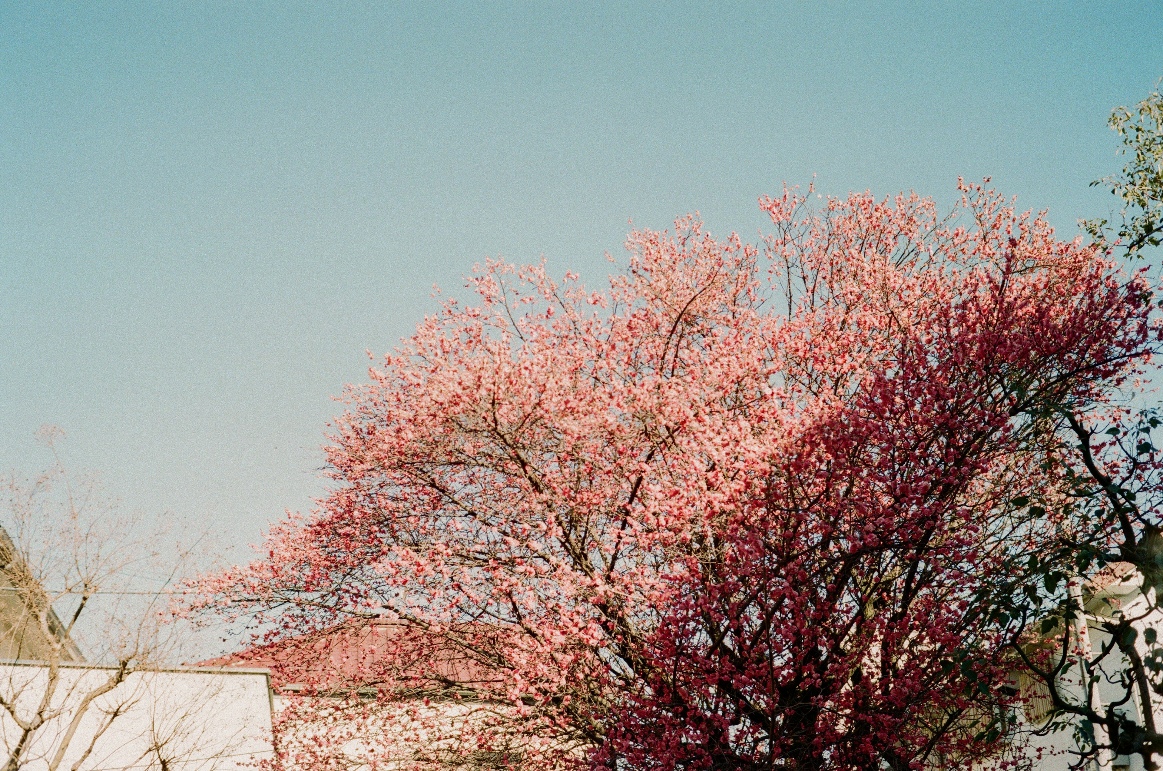 Un árbol en flor rosa bajo un cielo azul