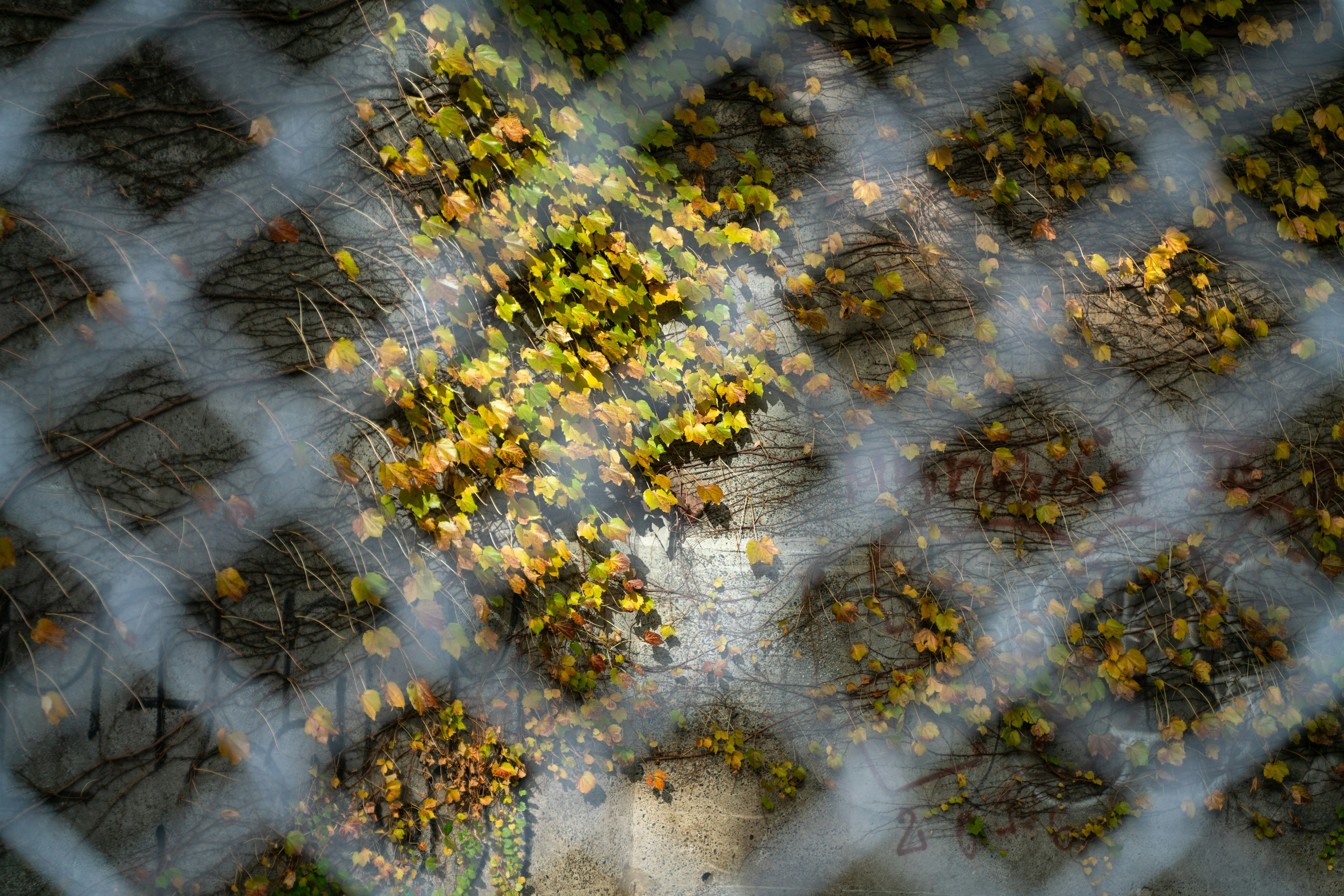 Une vue d'un sol couvert de feuilles dorées avec une clôture en métal au premier plan