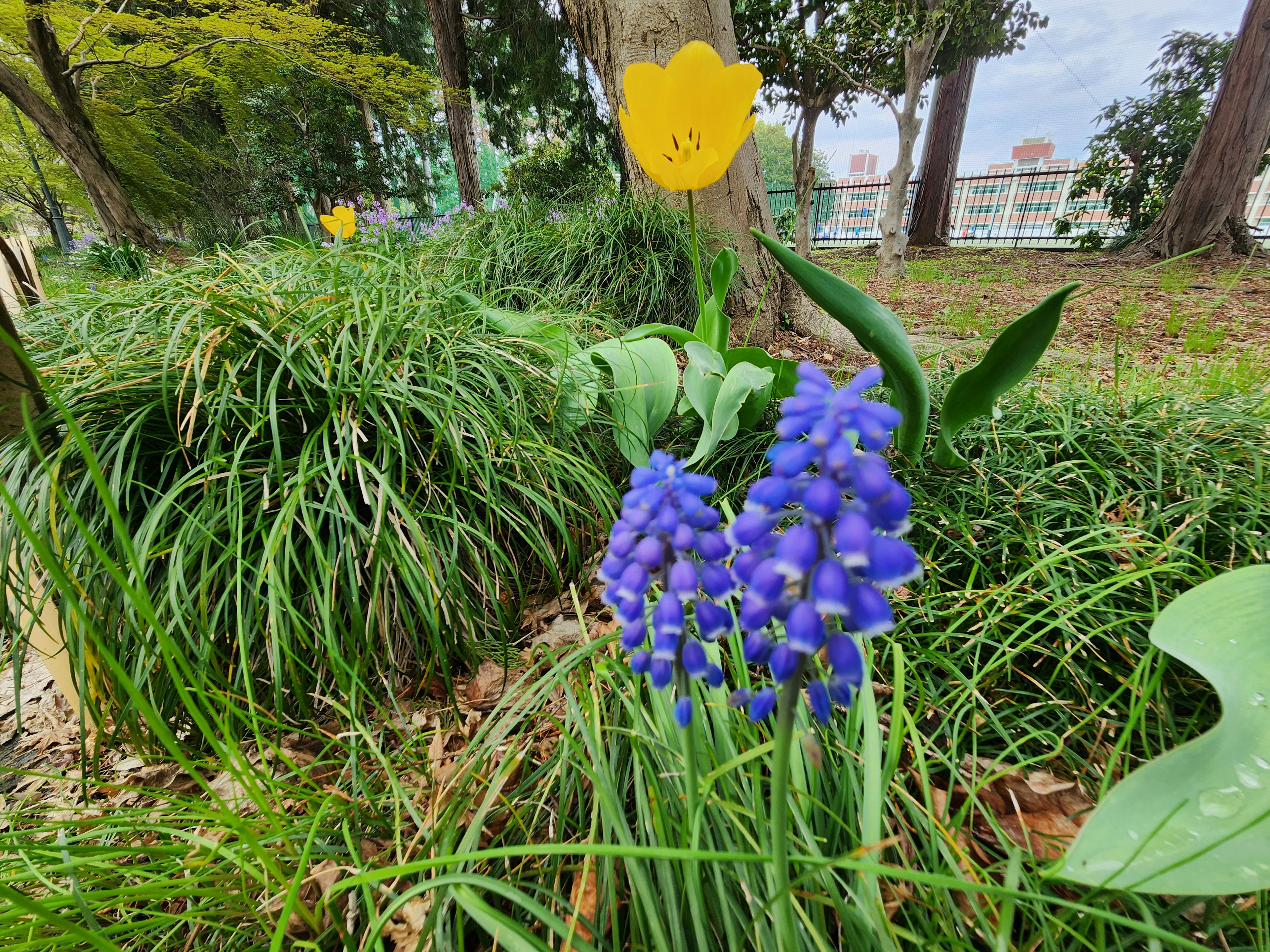 Un paisaje con muscari morados y un tulipán amarillo en un parque