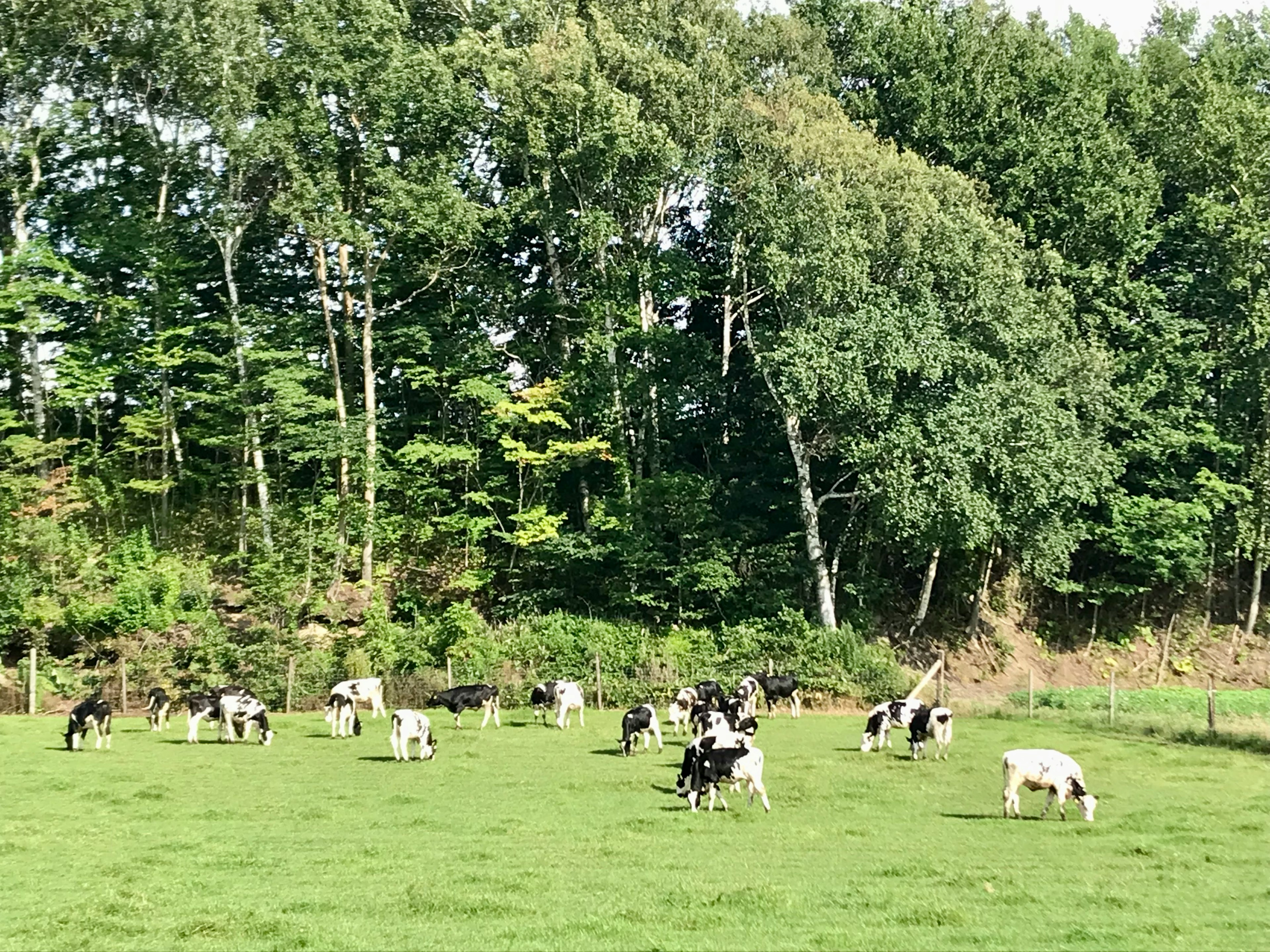 Herd of black and white cows grazing in a green pasture