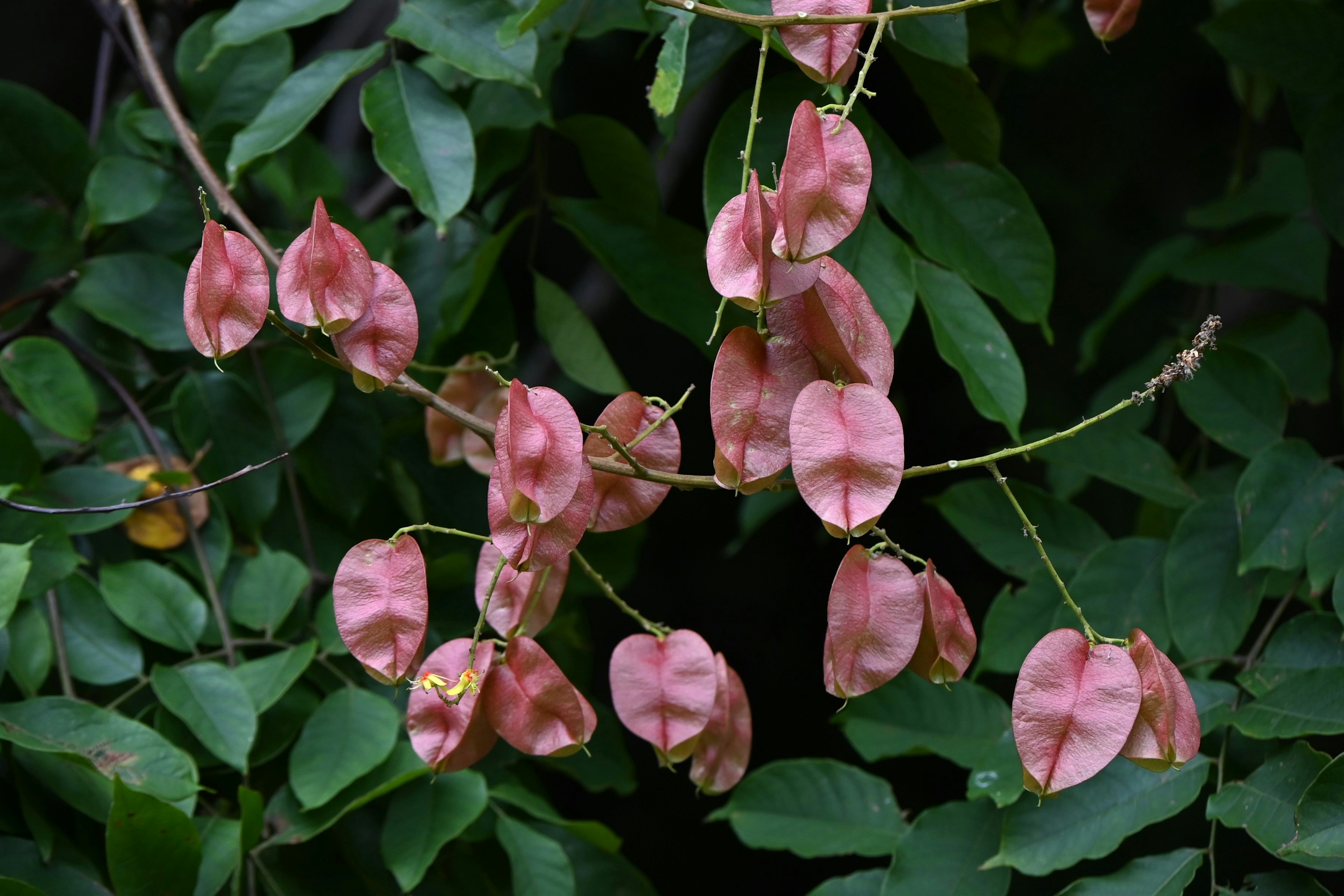 ฝักเมล็ดสีชมพูที่ล้อมรอบด้วยใบสีเขียว