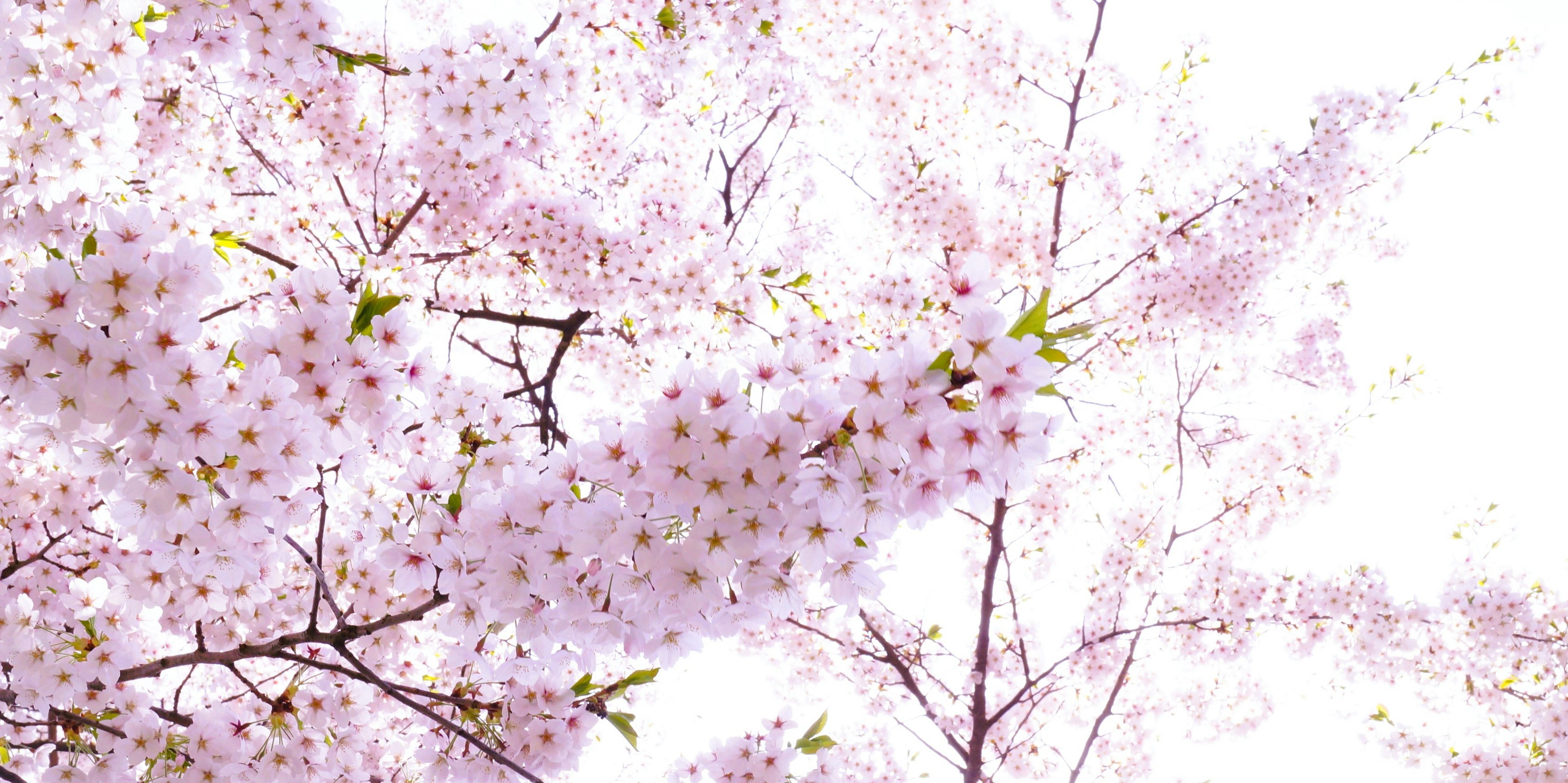 Acercamiento a ramas de cerezo en flor