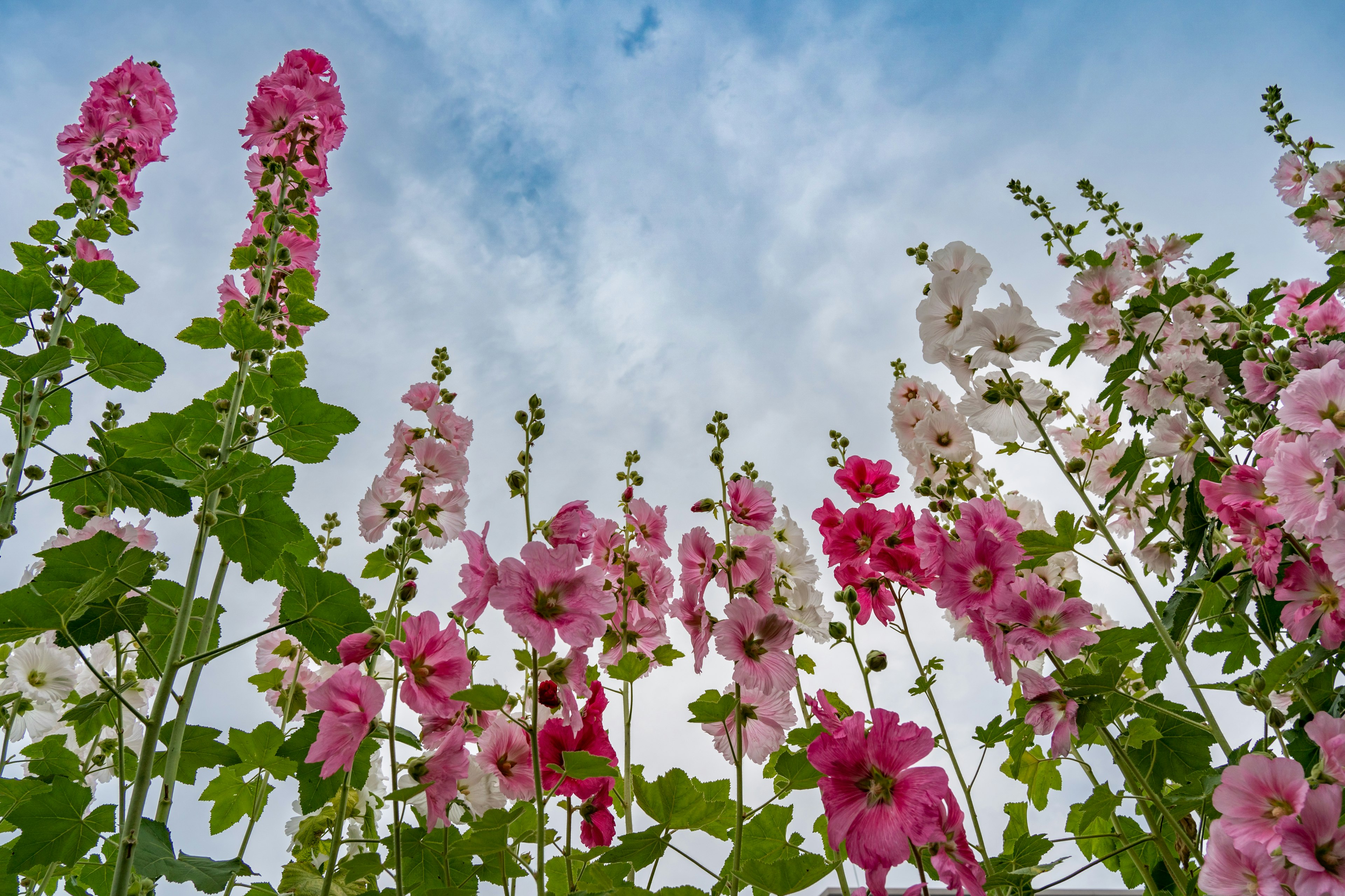 Rangées de fleurs de rose trémière colorées avec un ciel bleu en arrière-plan