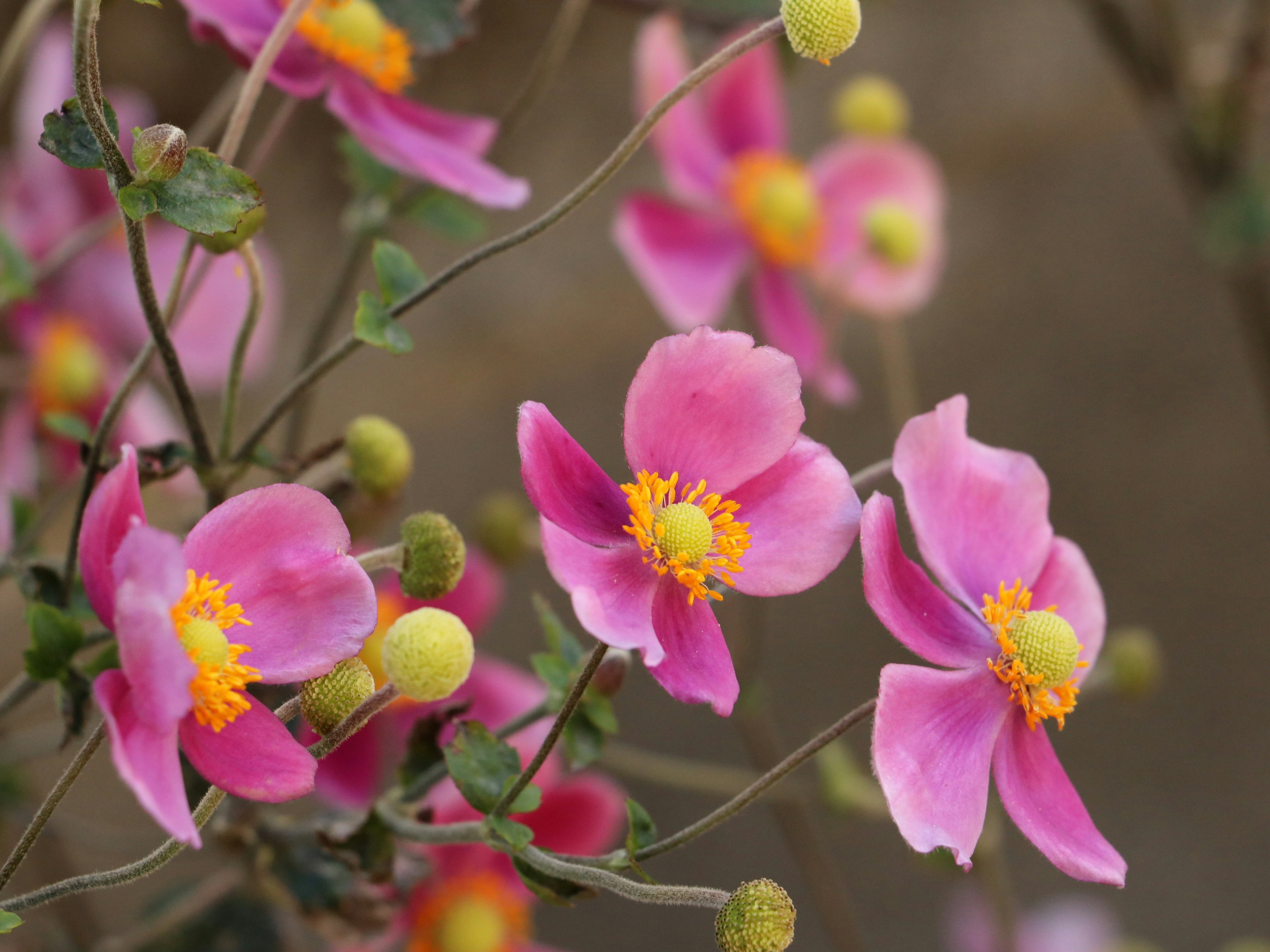 Acercamiento de hermosas flores rosas con centros amarillos