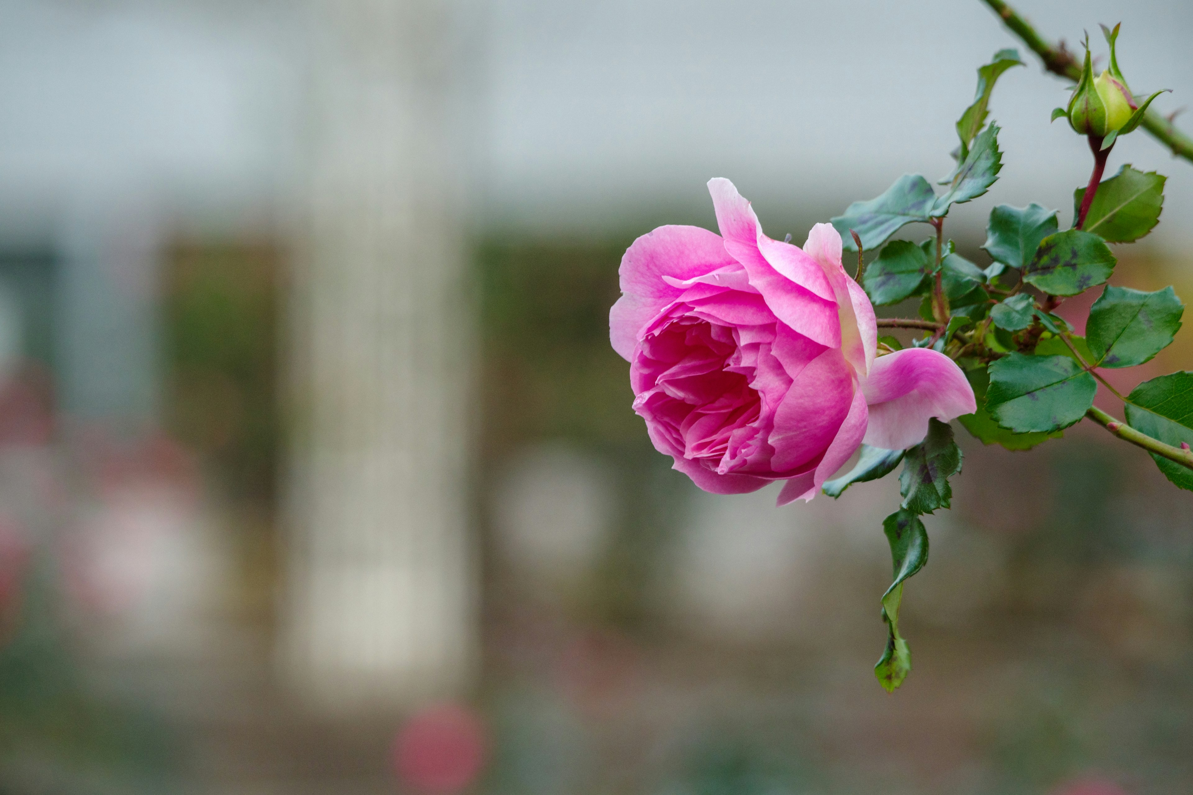 Una bella rosa rosa in fiore