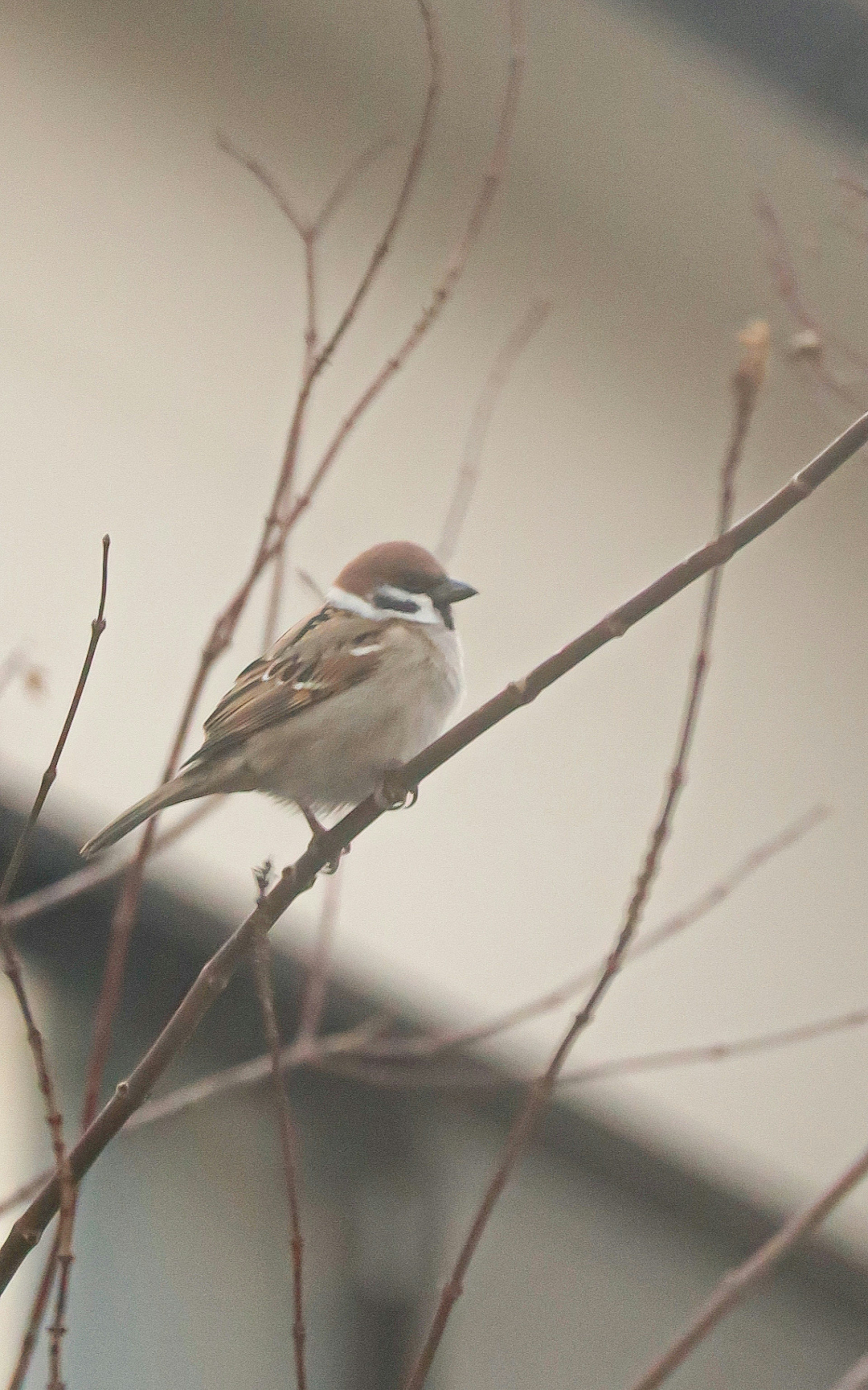 Un moineau perché sur une branche