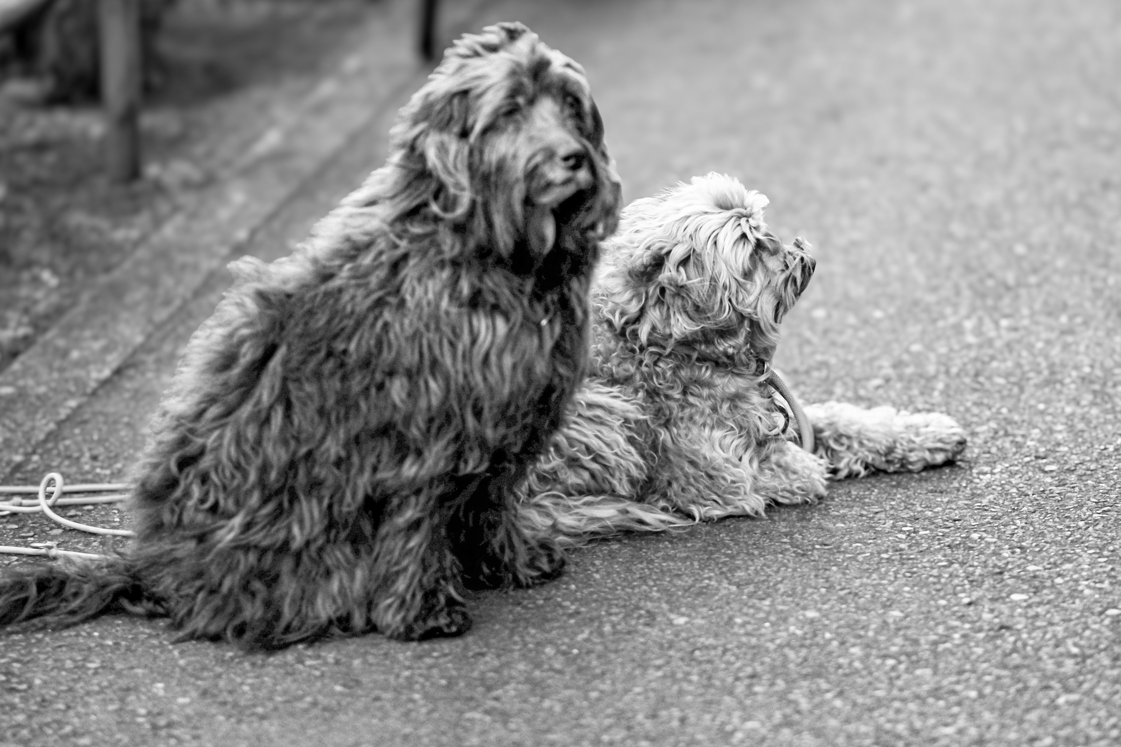 Dua anjing duduk berdampingan dalam foto hitam putih