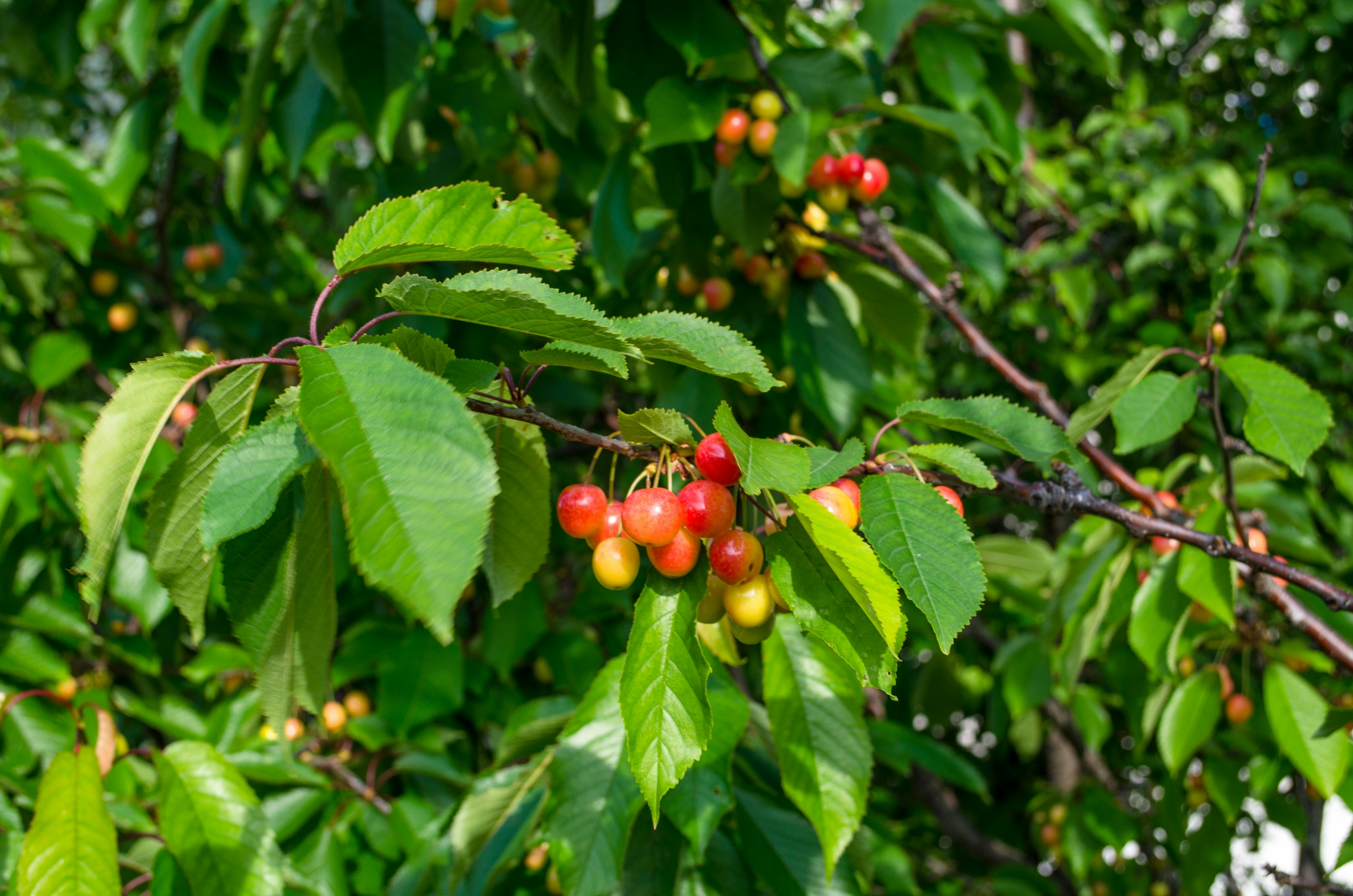 Vibrant green branch with colorful fruit