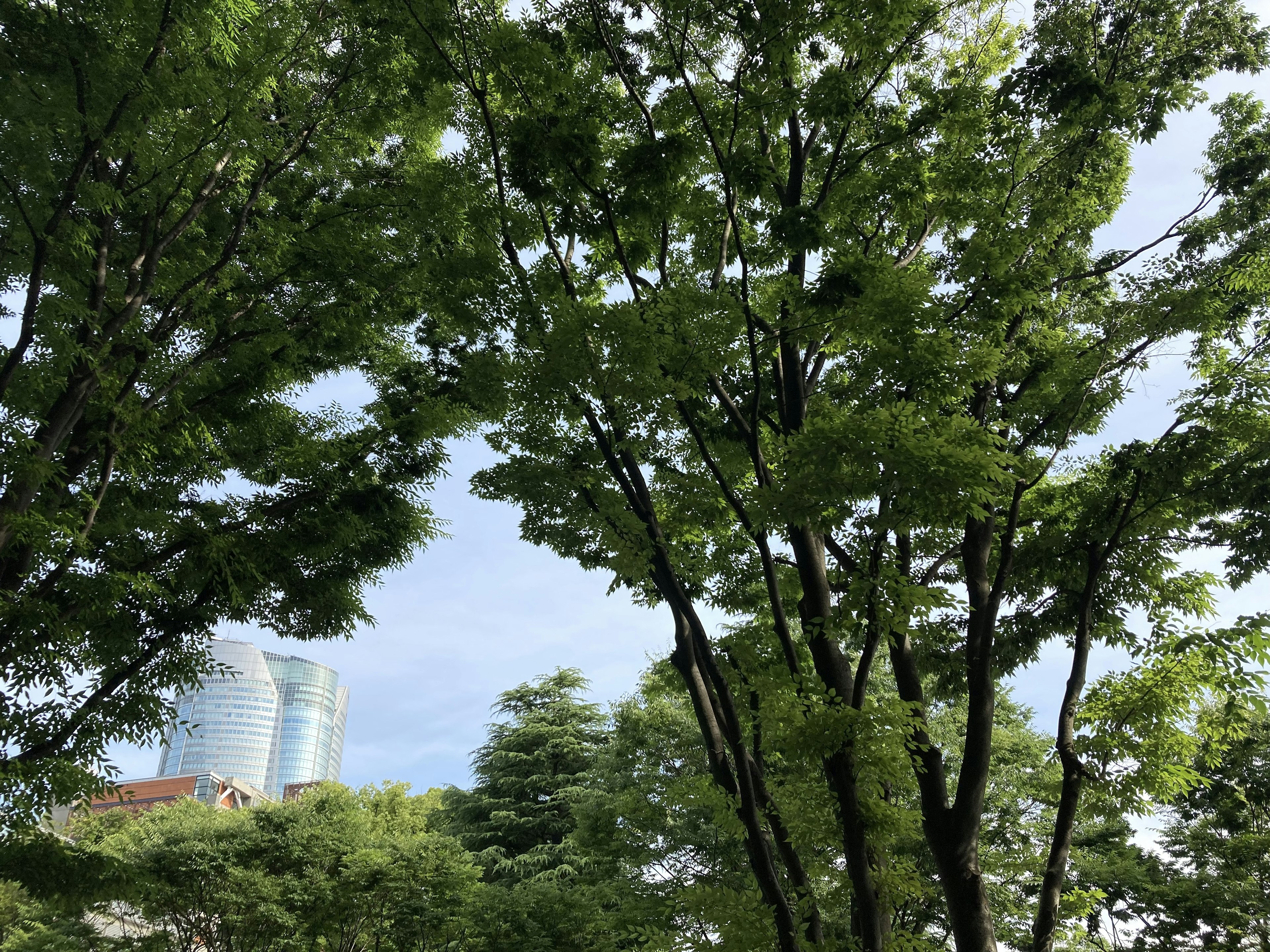 Lush green trees with a skyscraper in the background