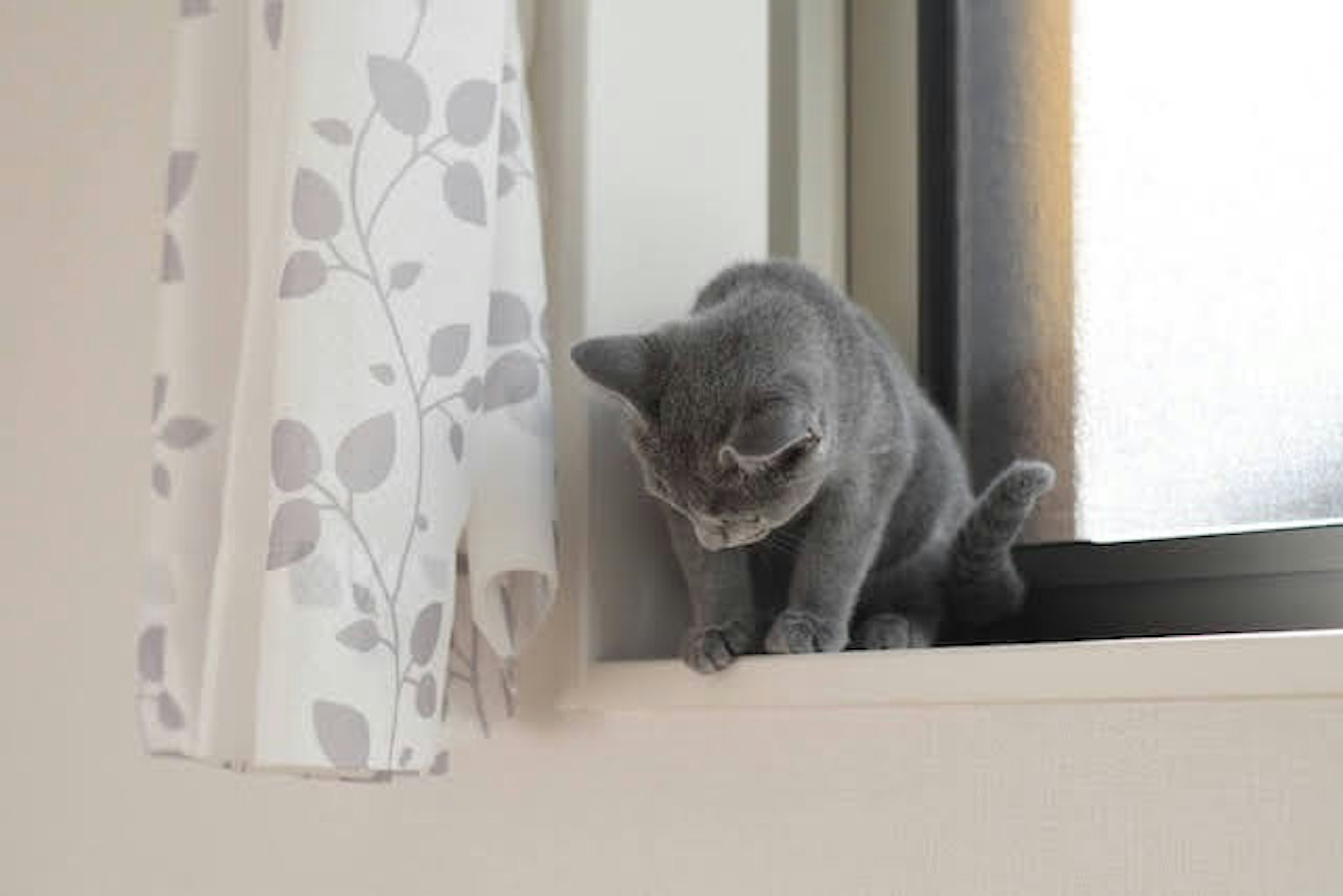 A gray cat sitting on a windowsill looking outside