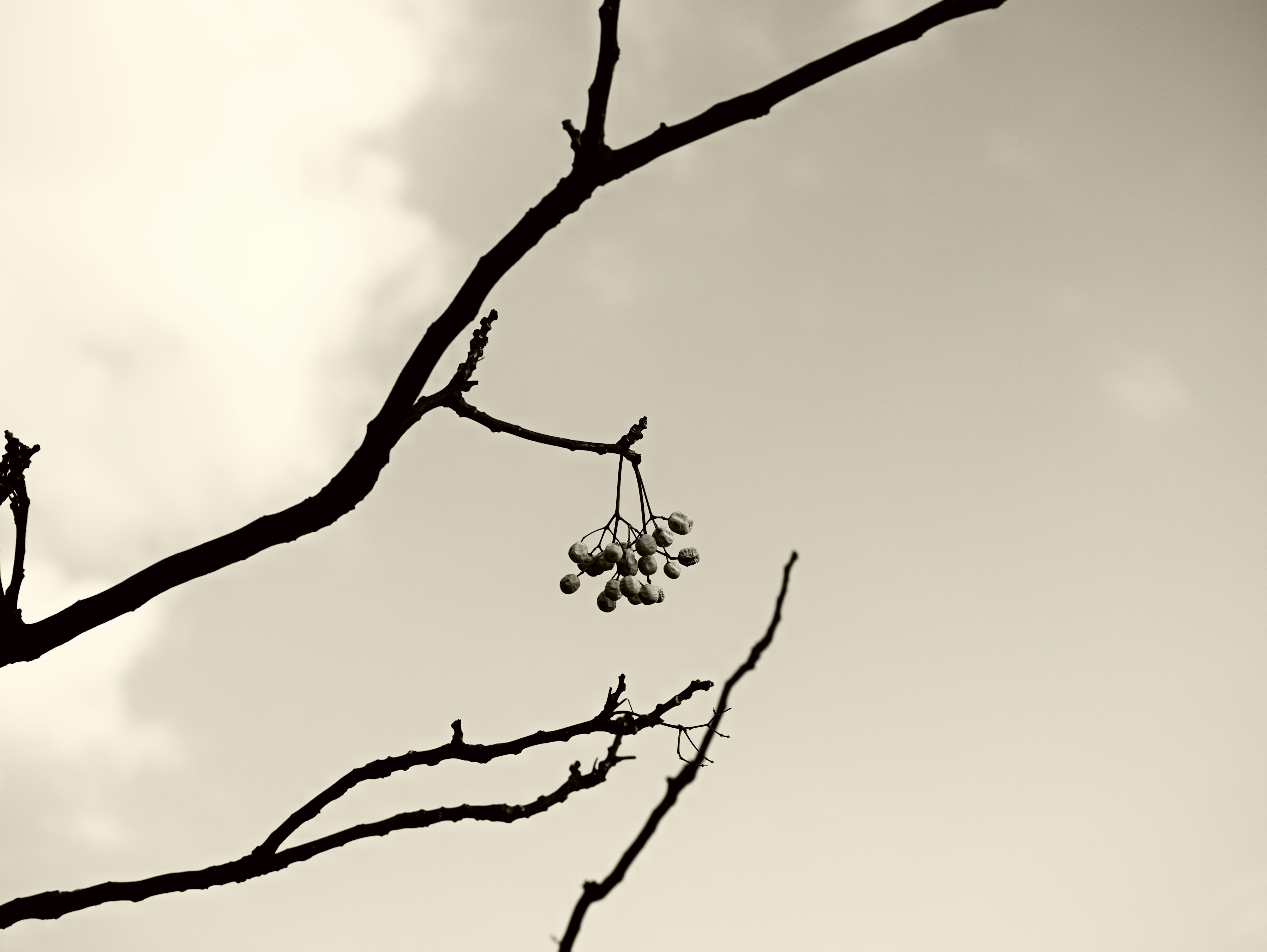 Fruits hanging from a tree branch against a cloudy sky