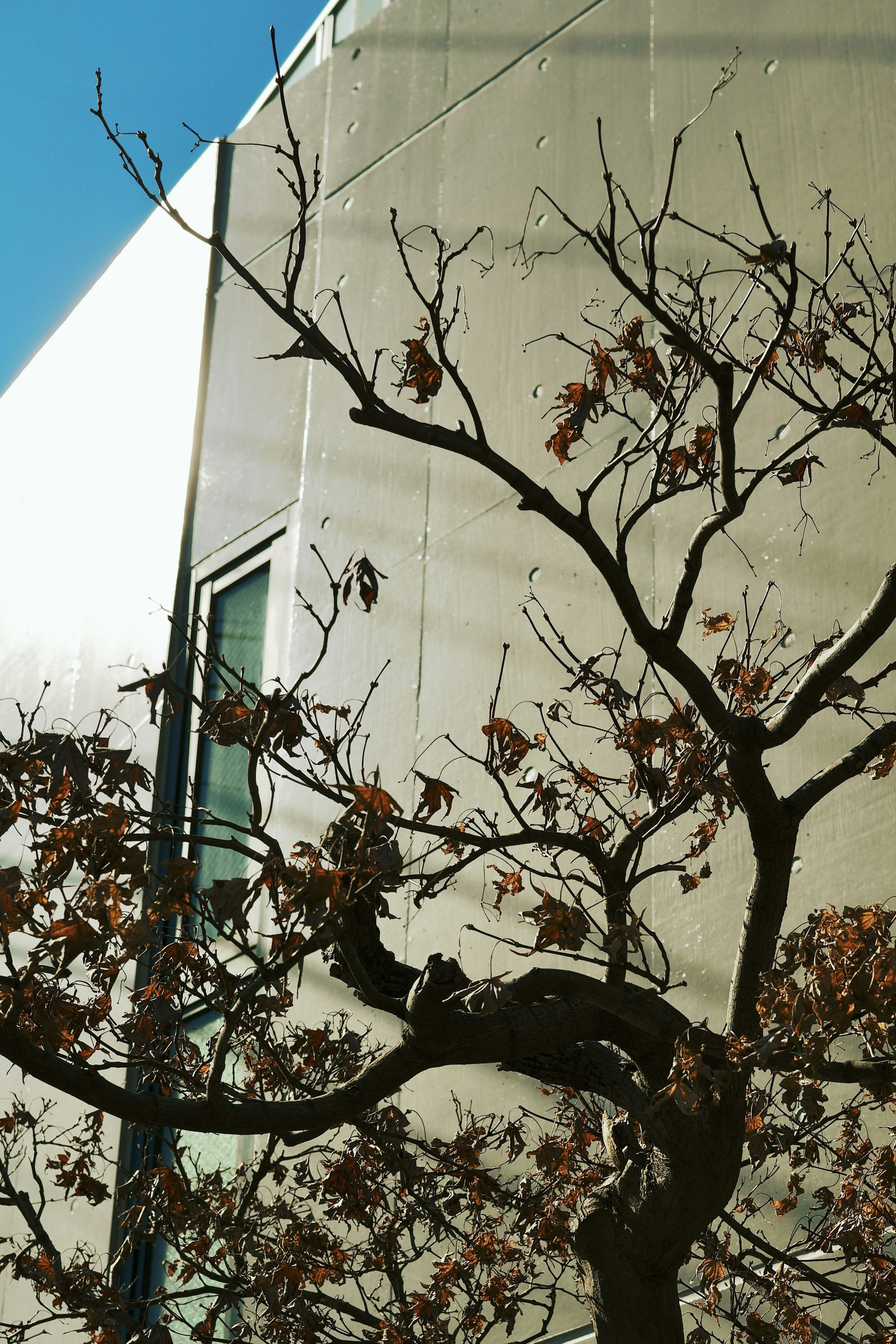 Una escena invernal con una rama de árbol sin hojas frente a un edificio blanco