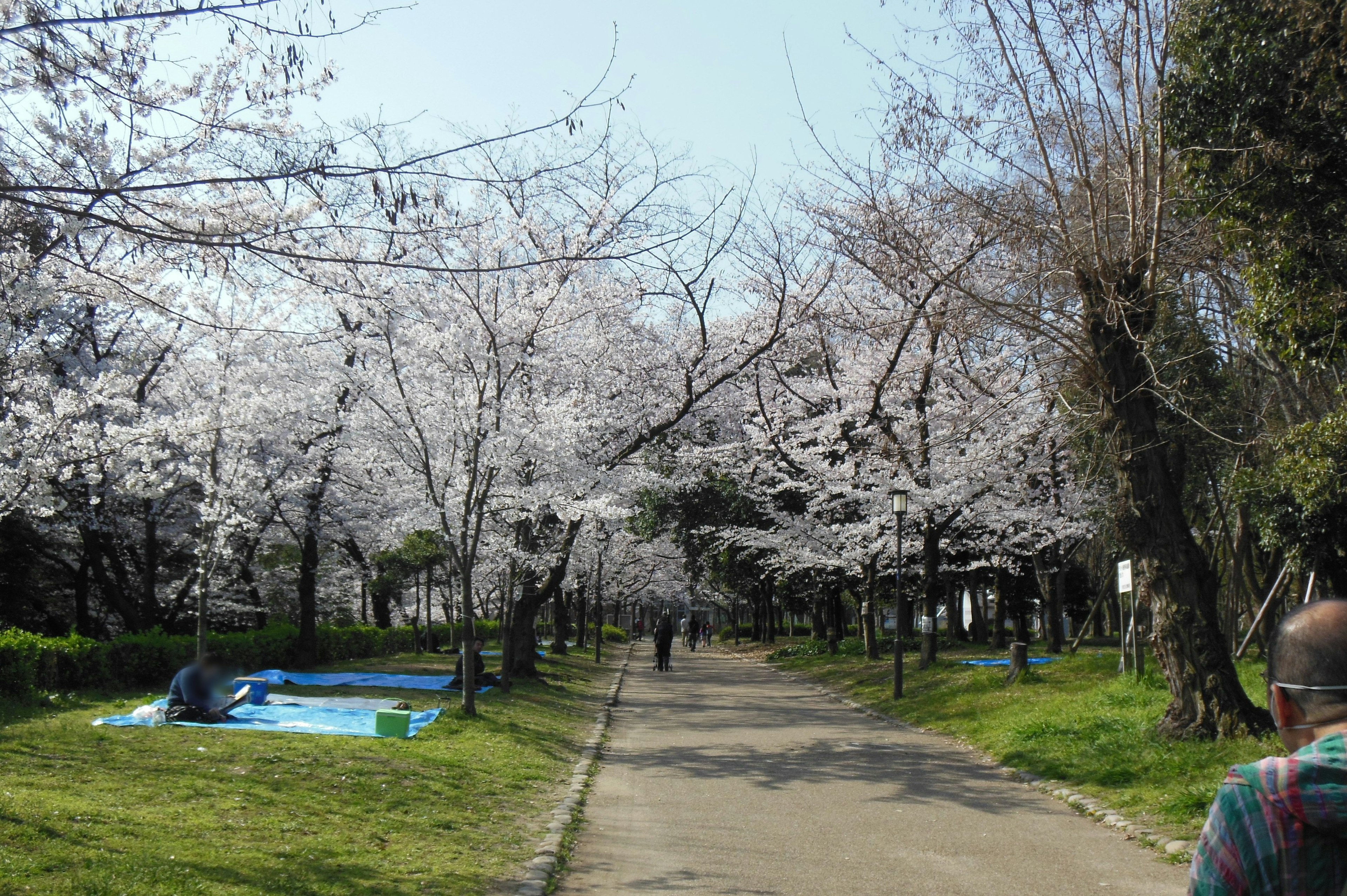 Sendero en un parque bordeado de cerezos en flor y personas caminando