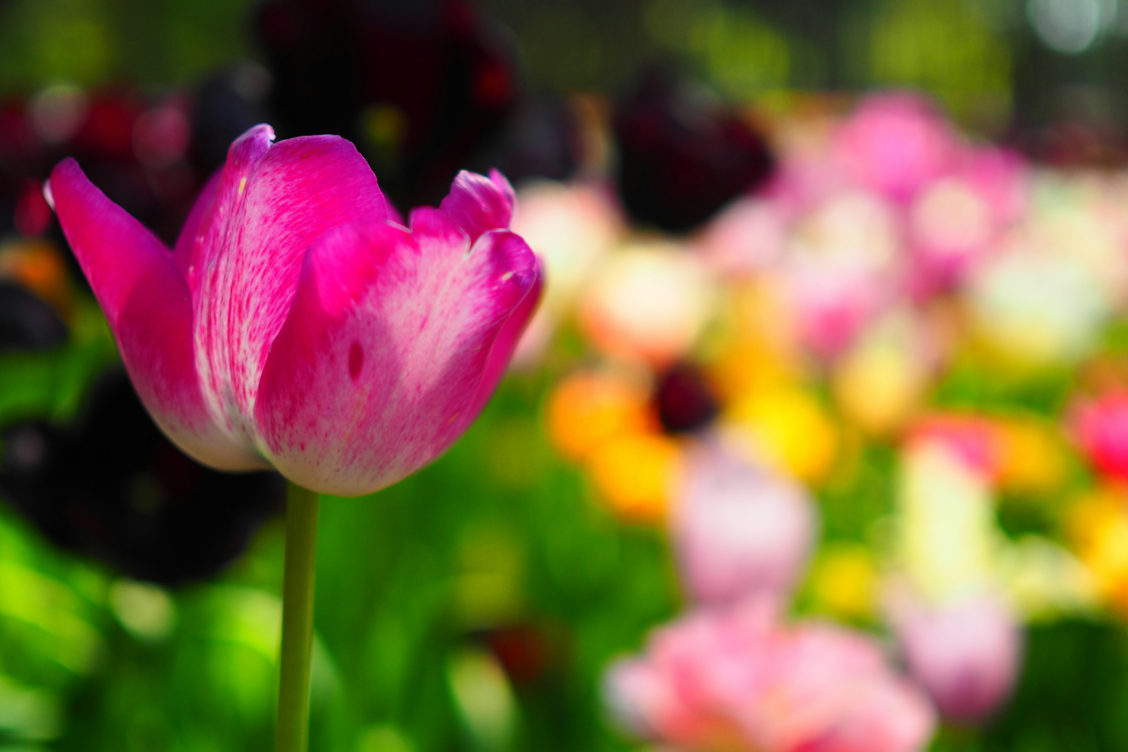 A vibrant pink tulip in the foreground with a colorful array of flowers in the background