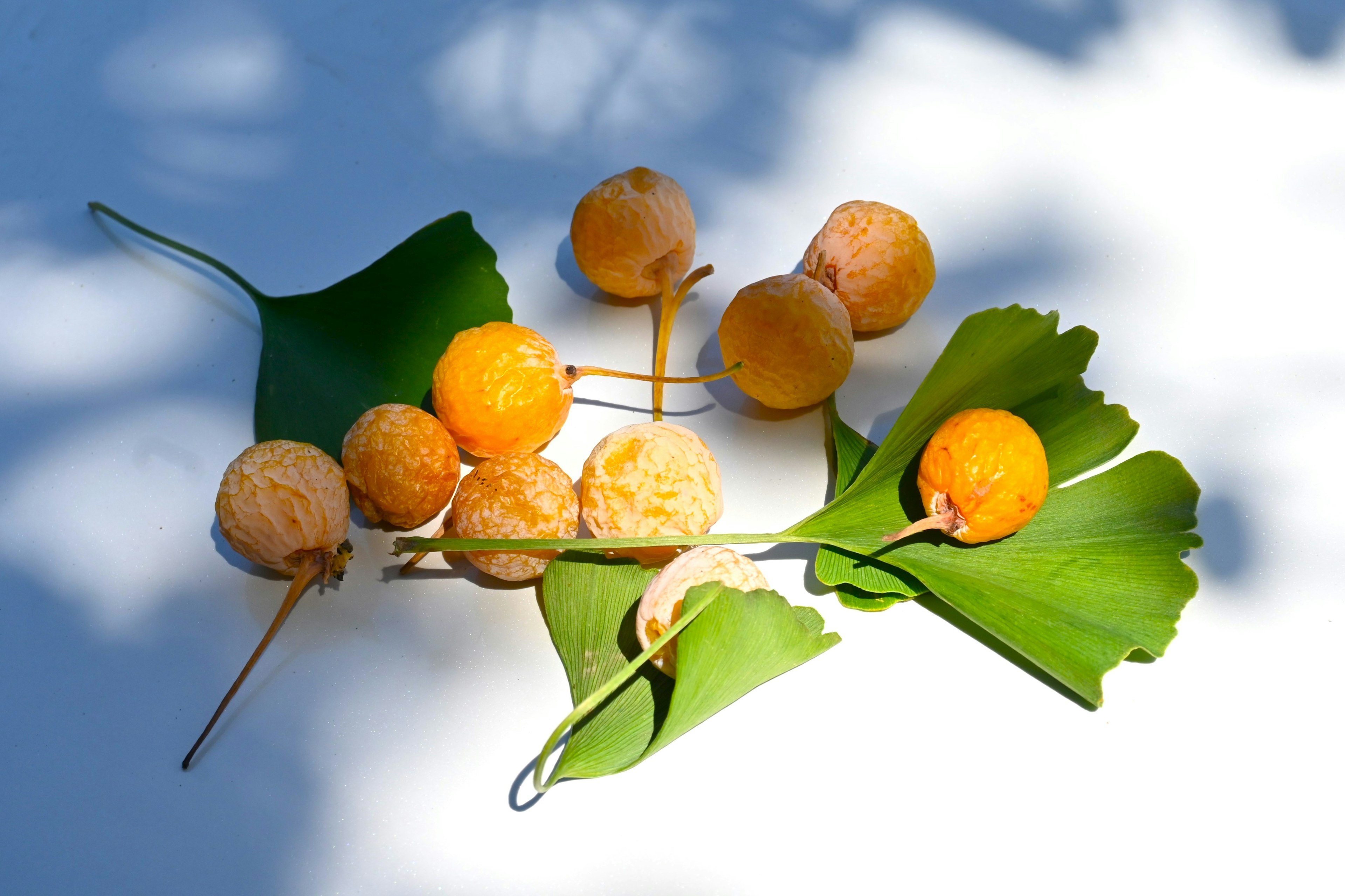 Ginkgo-Blätter und gelbe Früchte auf einem weißen Hintergrund verstreut