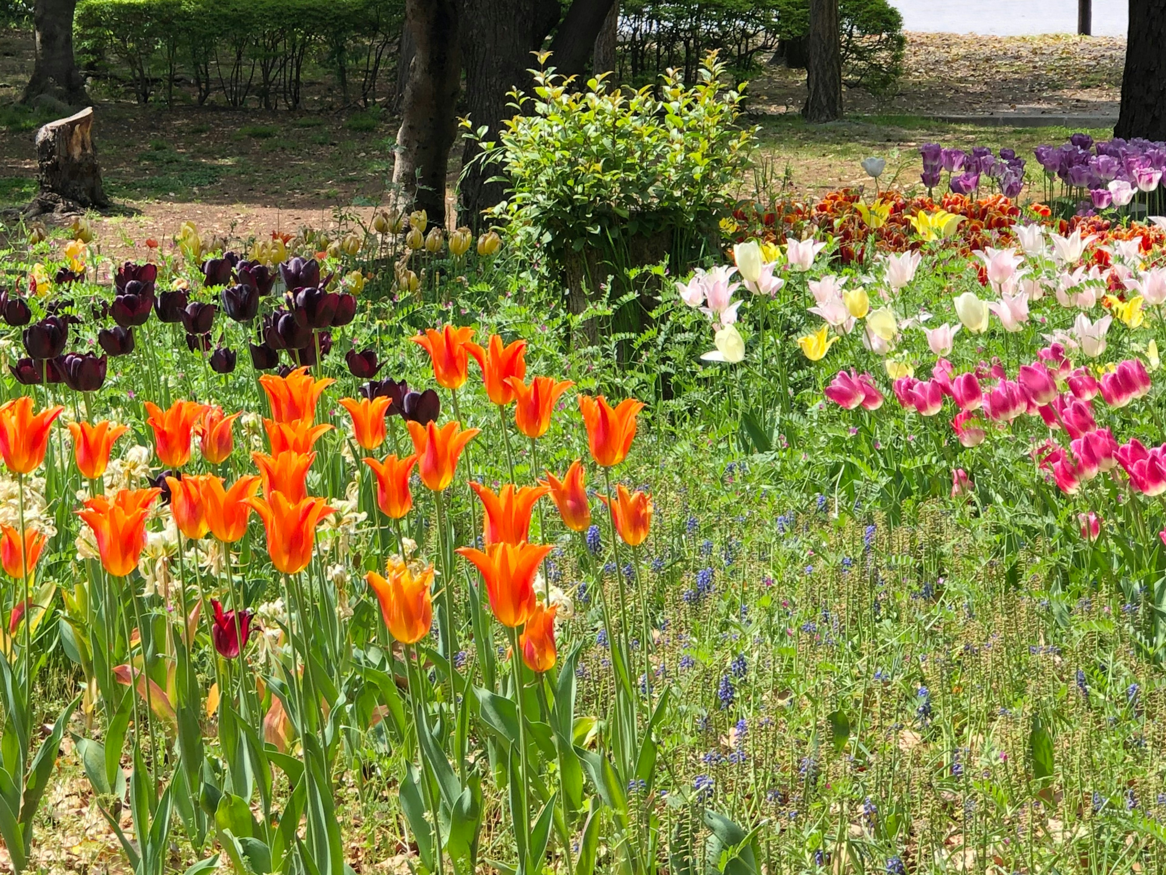 Tulipes colorées et diverses fleurs en fleurs dans un jardin