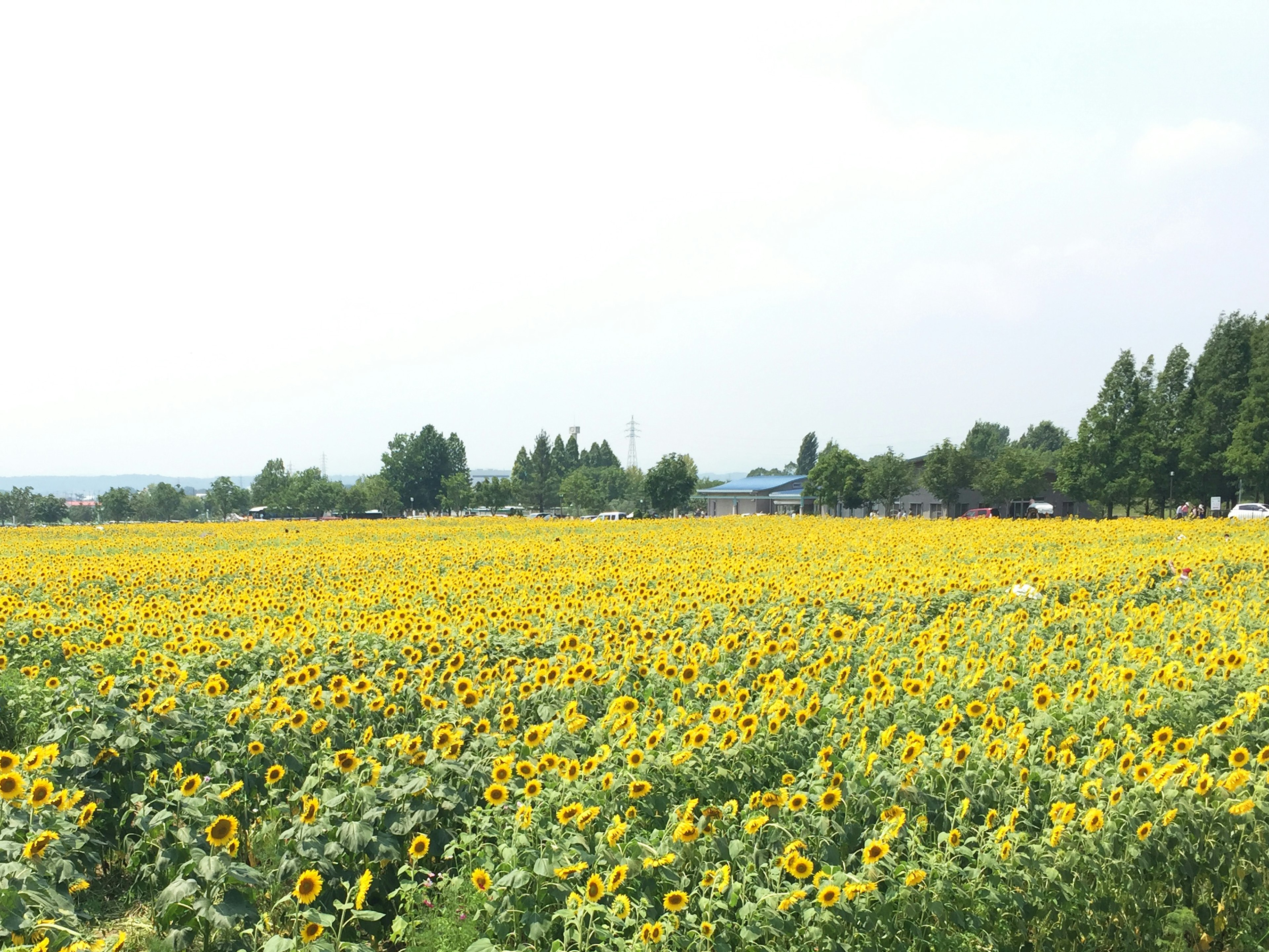 Paysage d'un vaste champ de tournesols