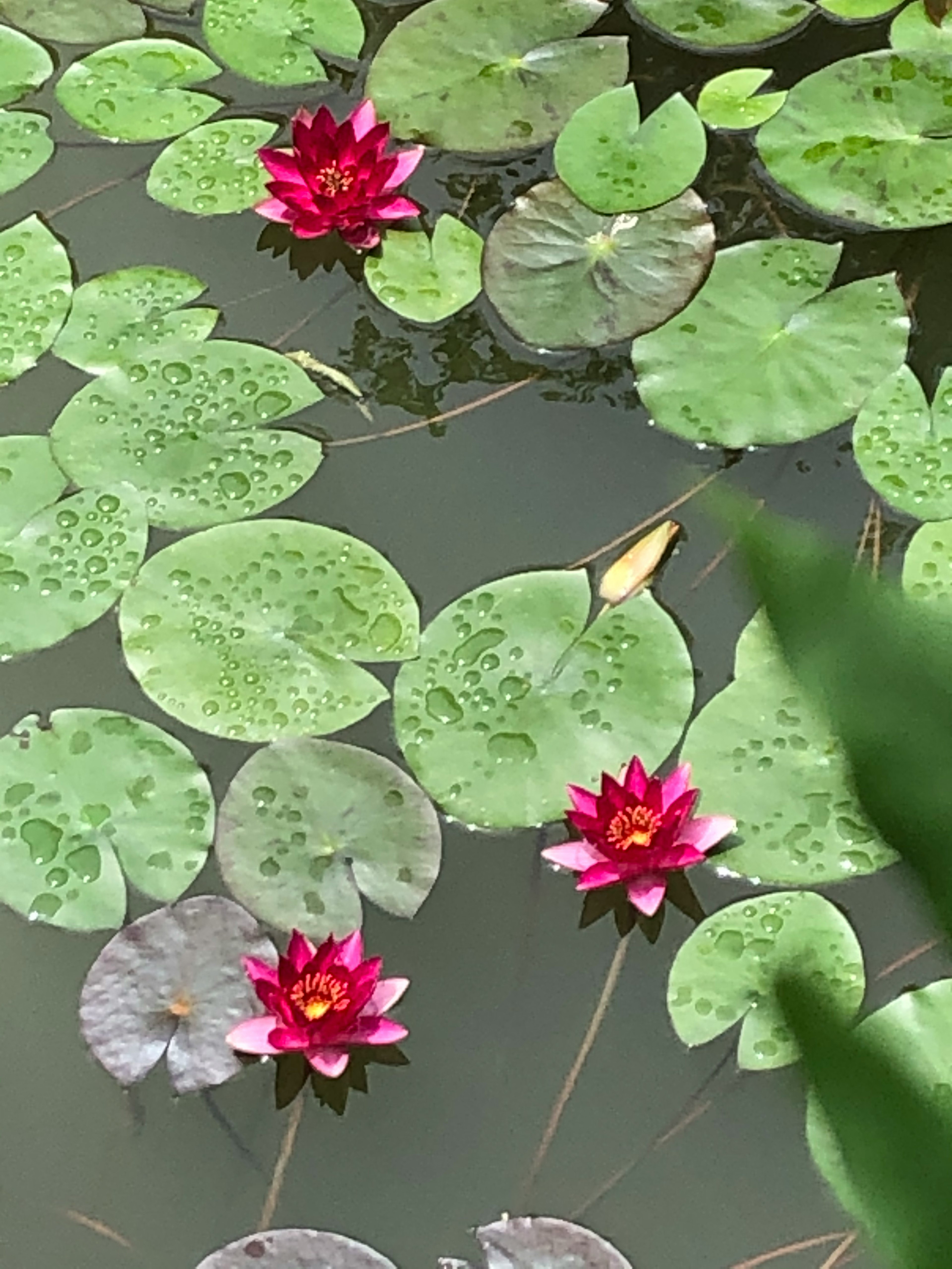 Vibrant red water lilies on green lily pads in a calm pond