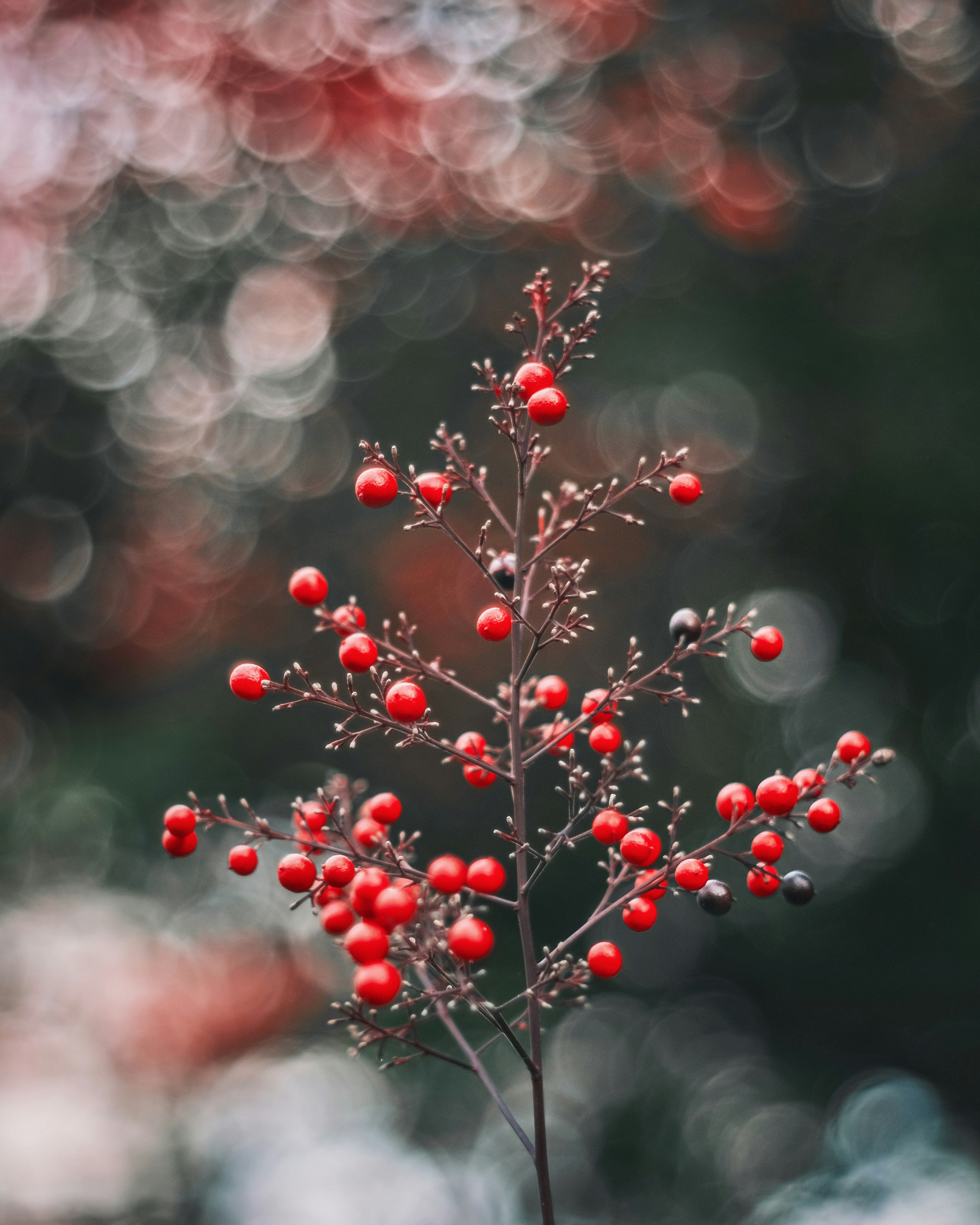 Nahaufnahme eines Zweigs mit roten Beeren vor einem verschwommenen Hintergrund