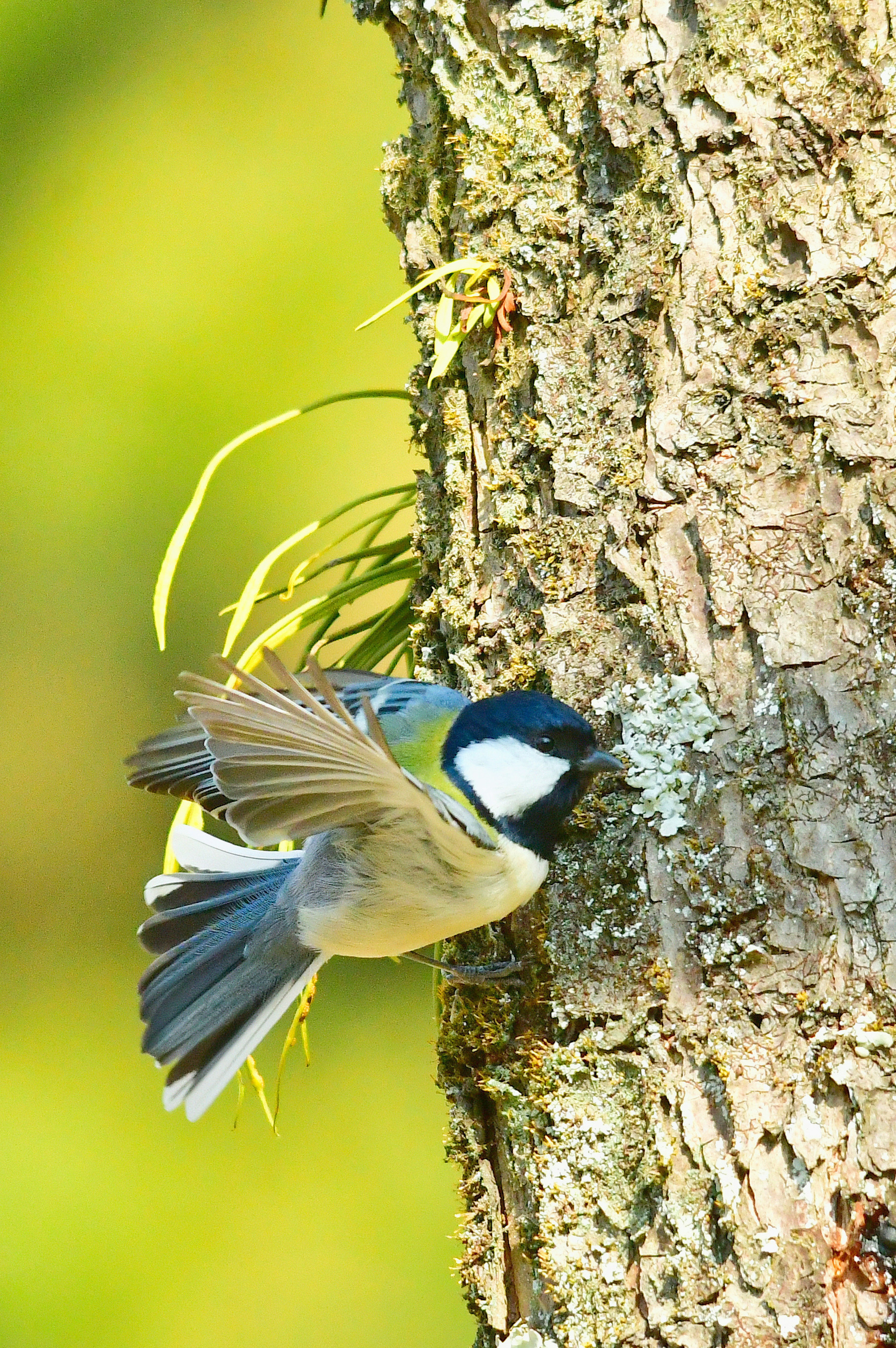 木の幹に止まる青い鳥の画像 鳥は羽を広げており 体は黄色と青で特徴的