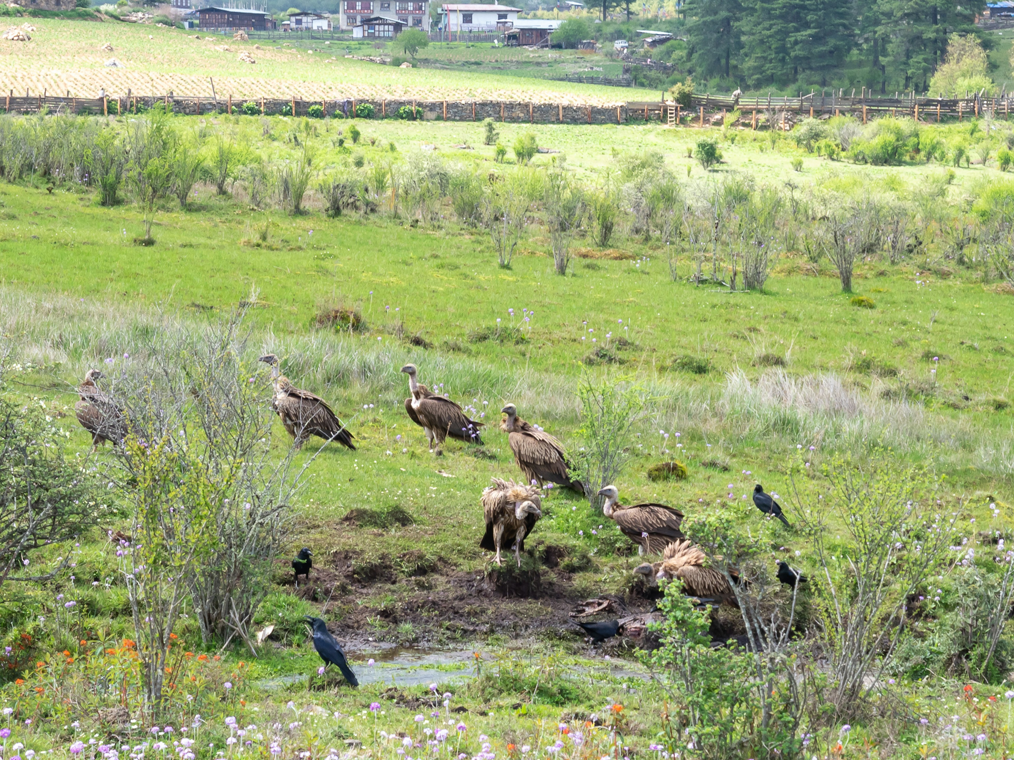 緑の野原にいる数羽のハゲワシとカラスたち