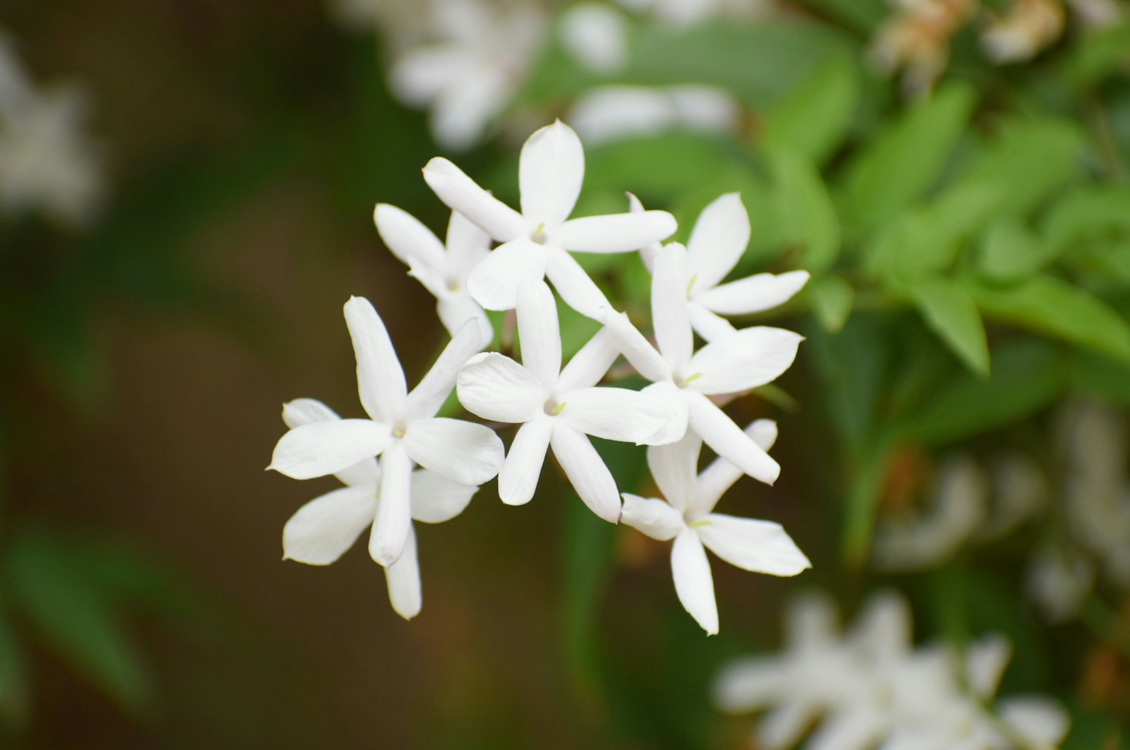 Groupe de délicates fleurs de jasmin blanches