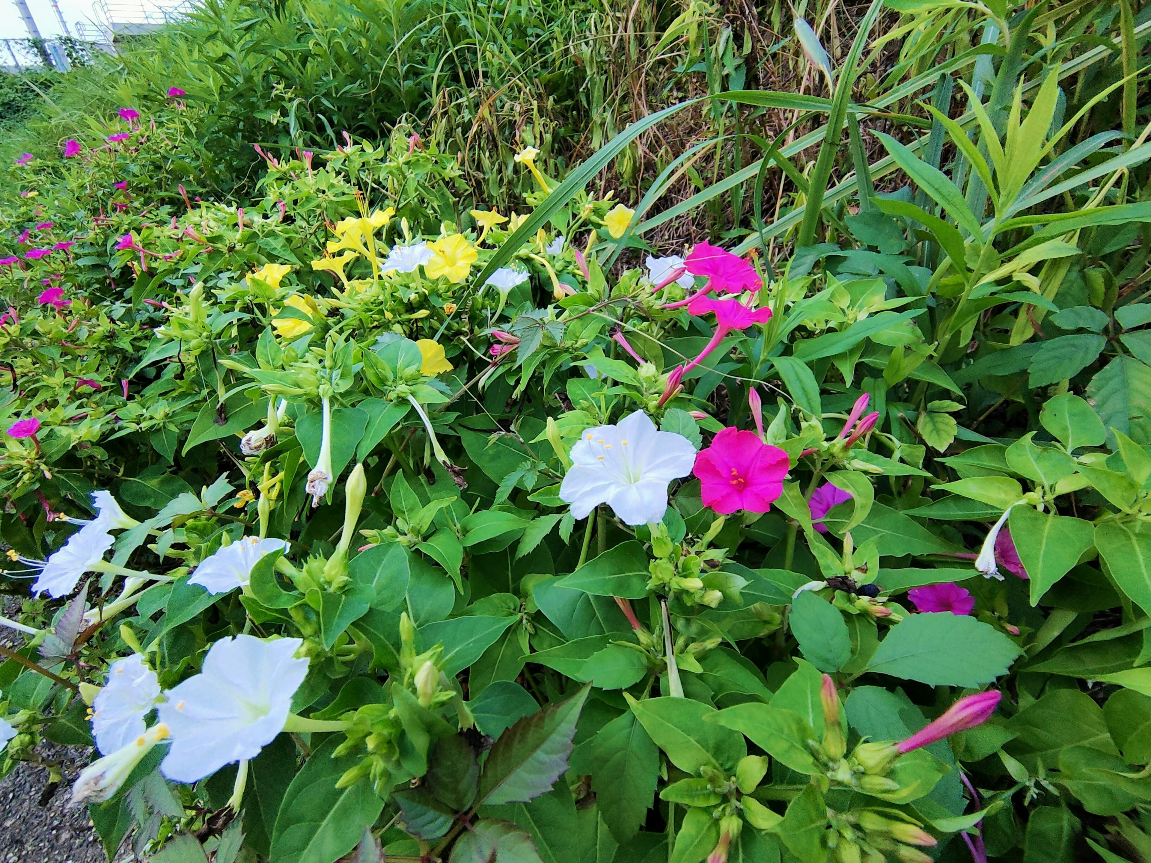 Colorful flowers blooming in a lush green garden