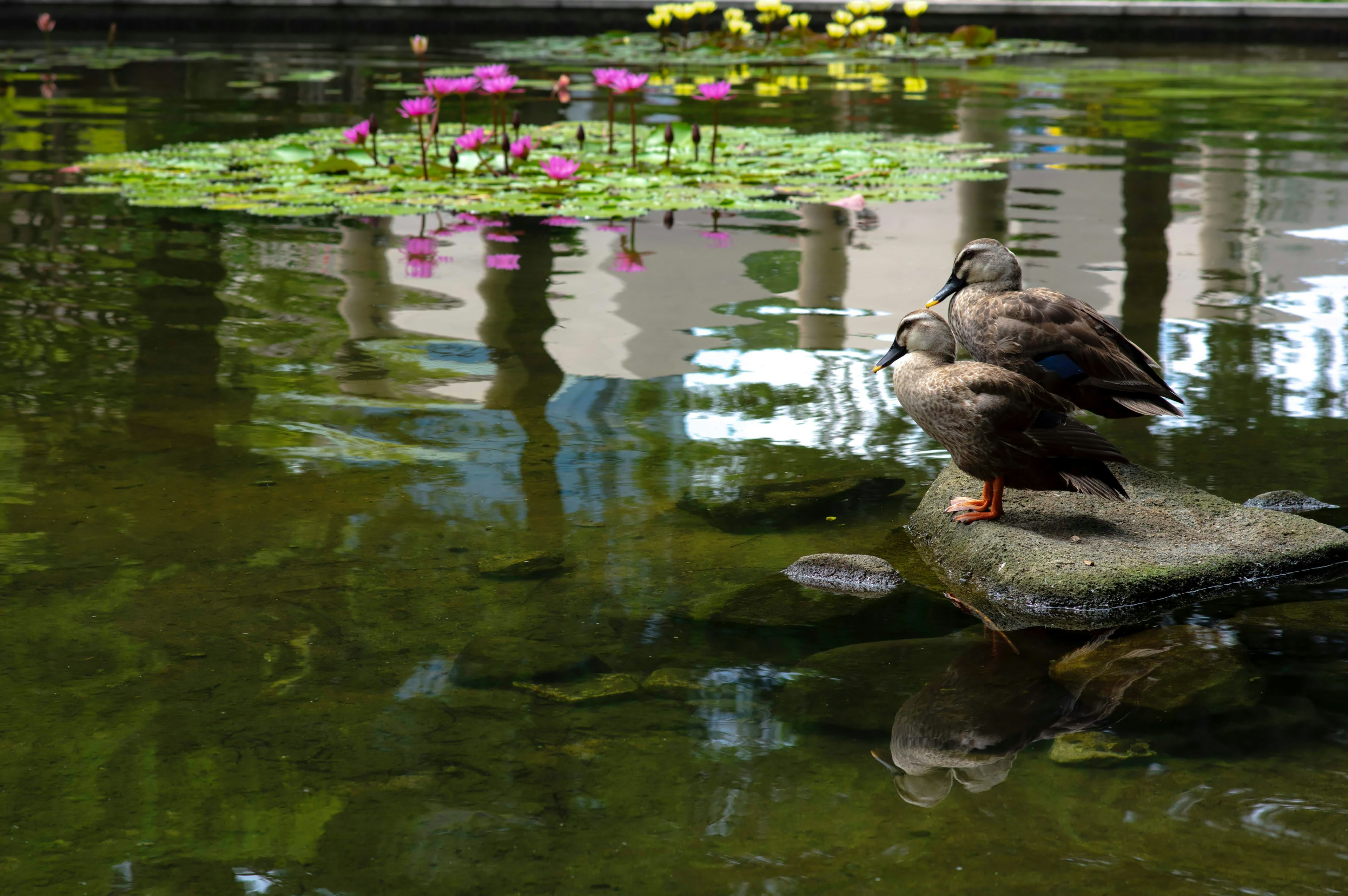 Dua bebek di atas batu di kolam dikelilingi oleh teratai