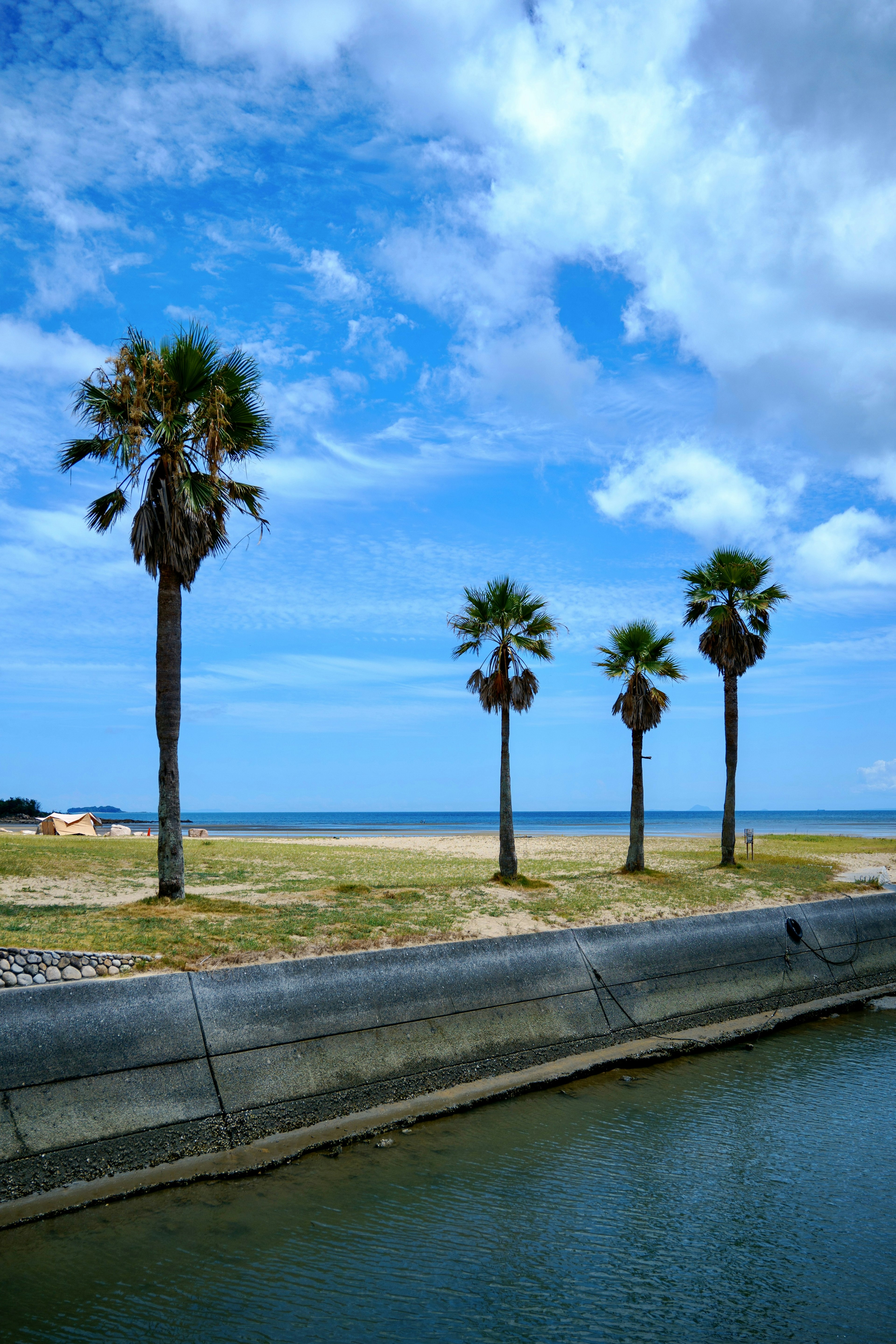 Row of palm trees against a blue sky and ocean