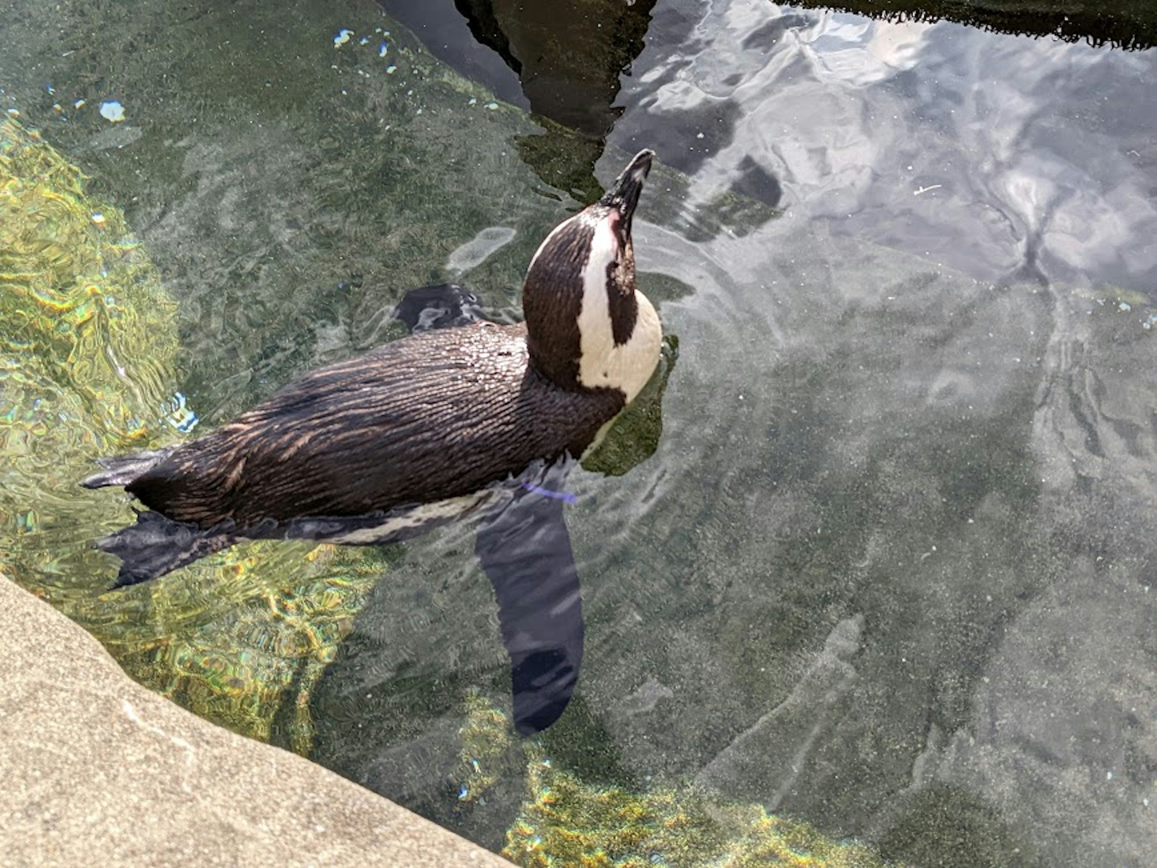 Un pinguino che nuota in acqua chiara mostrando il suo piumaggio distintivo bianco e nero