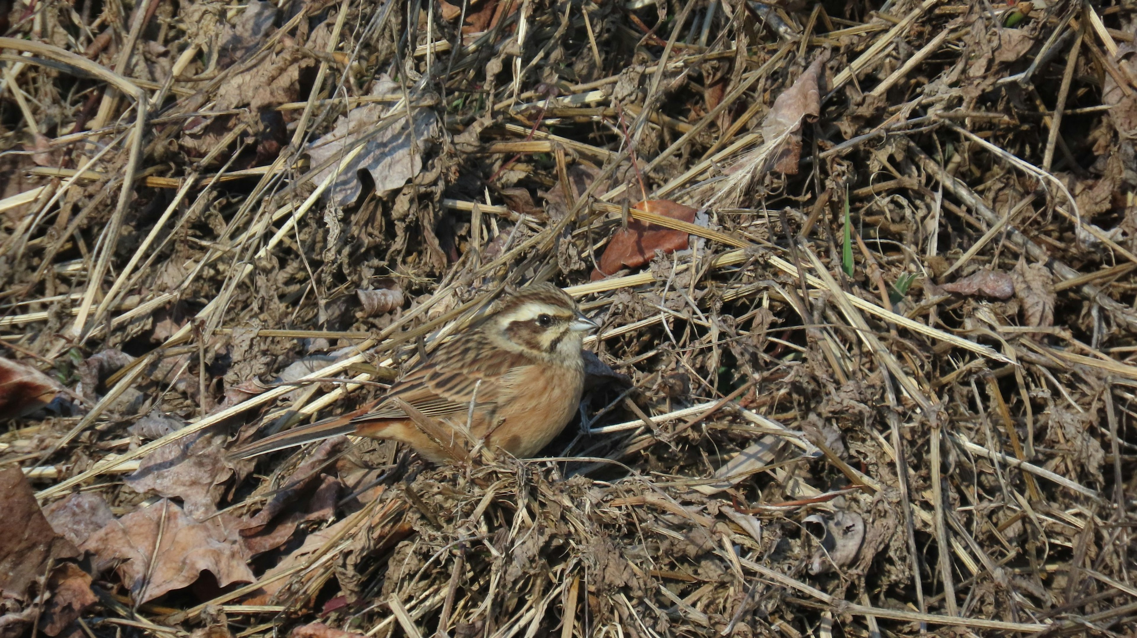 Un petit oiseau caché parmi les feuilles sèches au sol