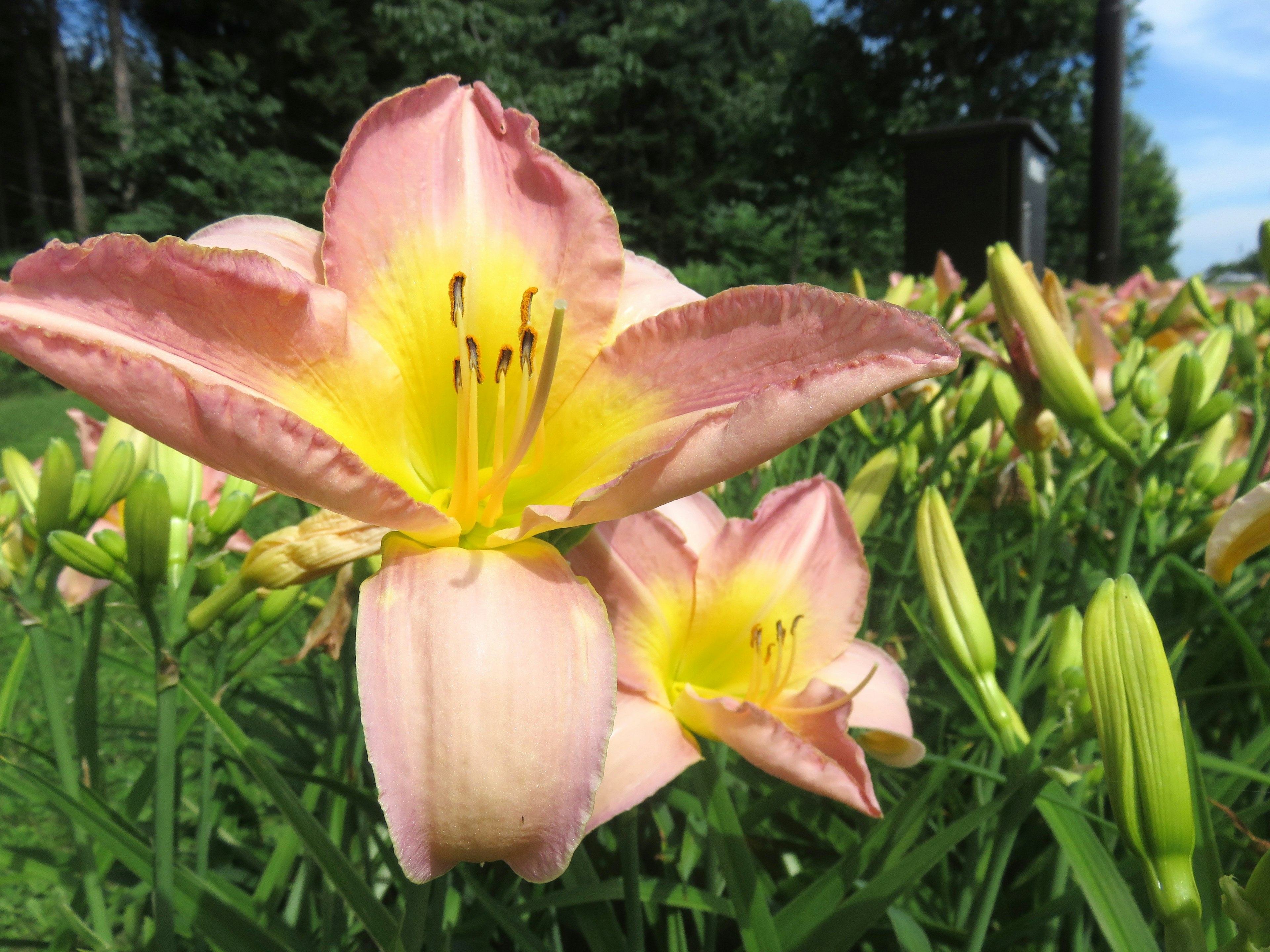 ピンクと黄色の花びらを持つ美しいユリの花