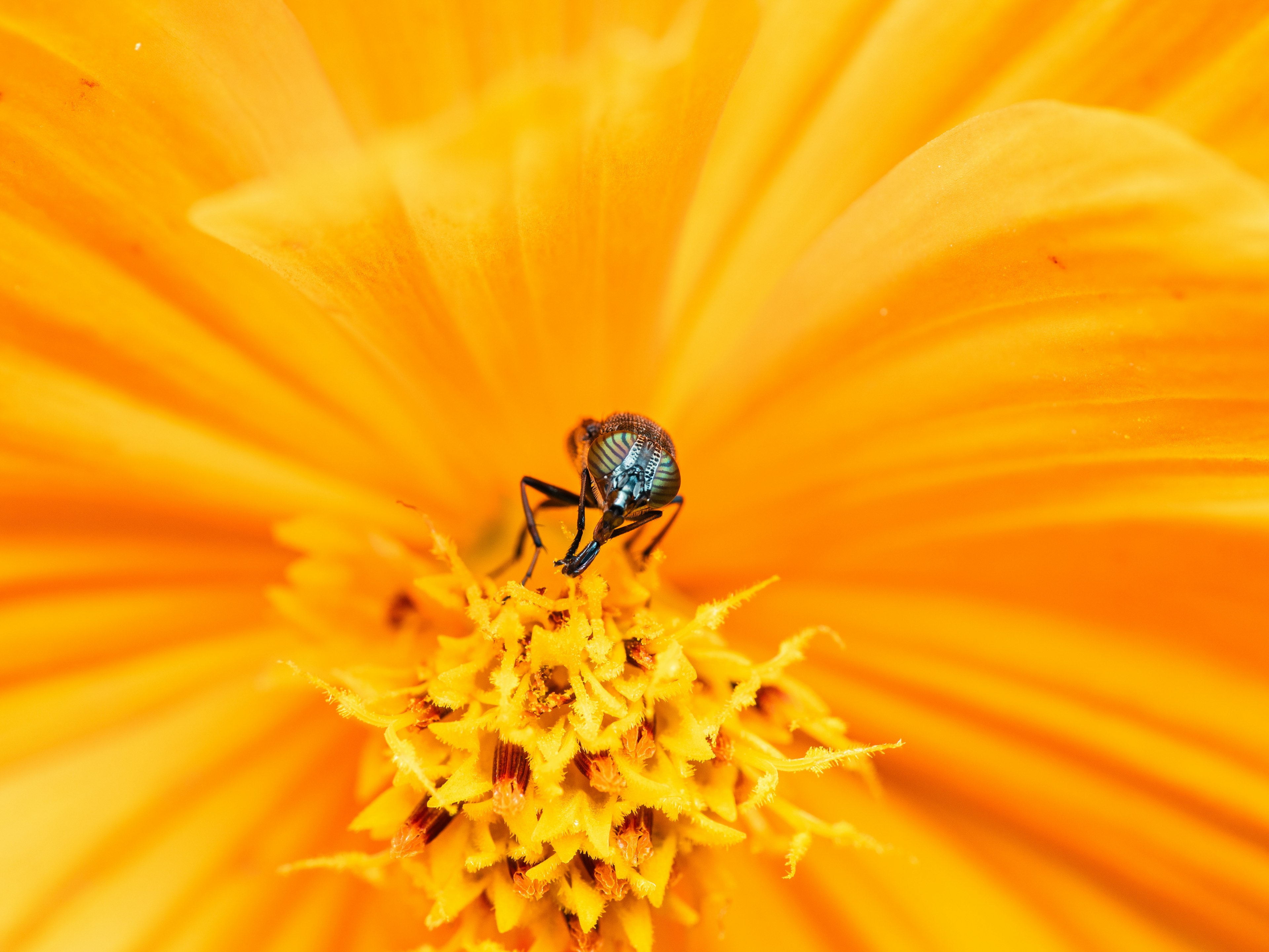 Close-up of an insect on the center of an orange flower