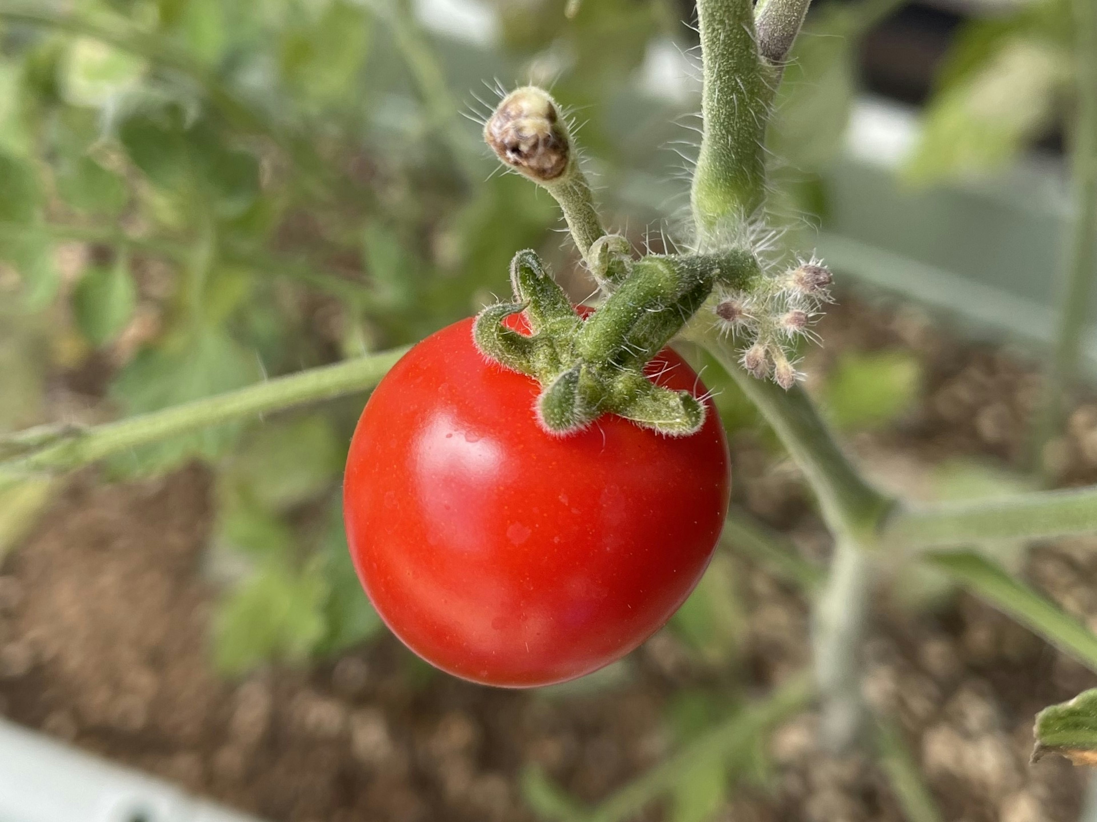 Une tomate rouge mûre suspendue entre des tiges et des feuilles vertes