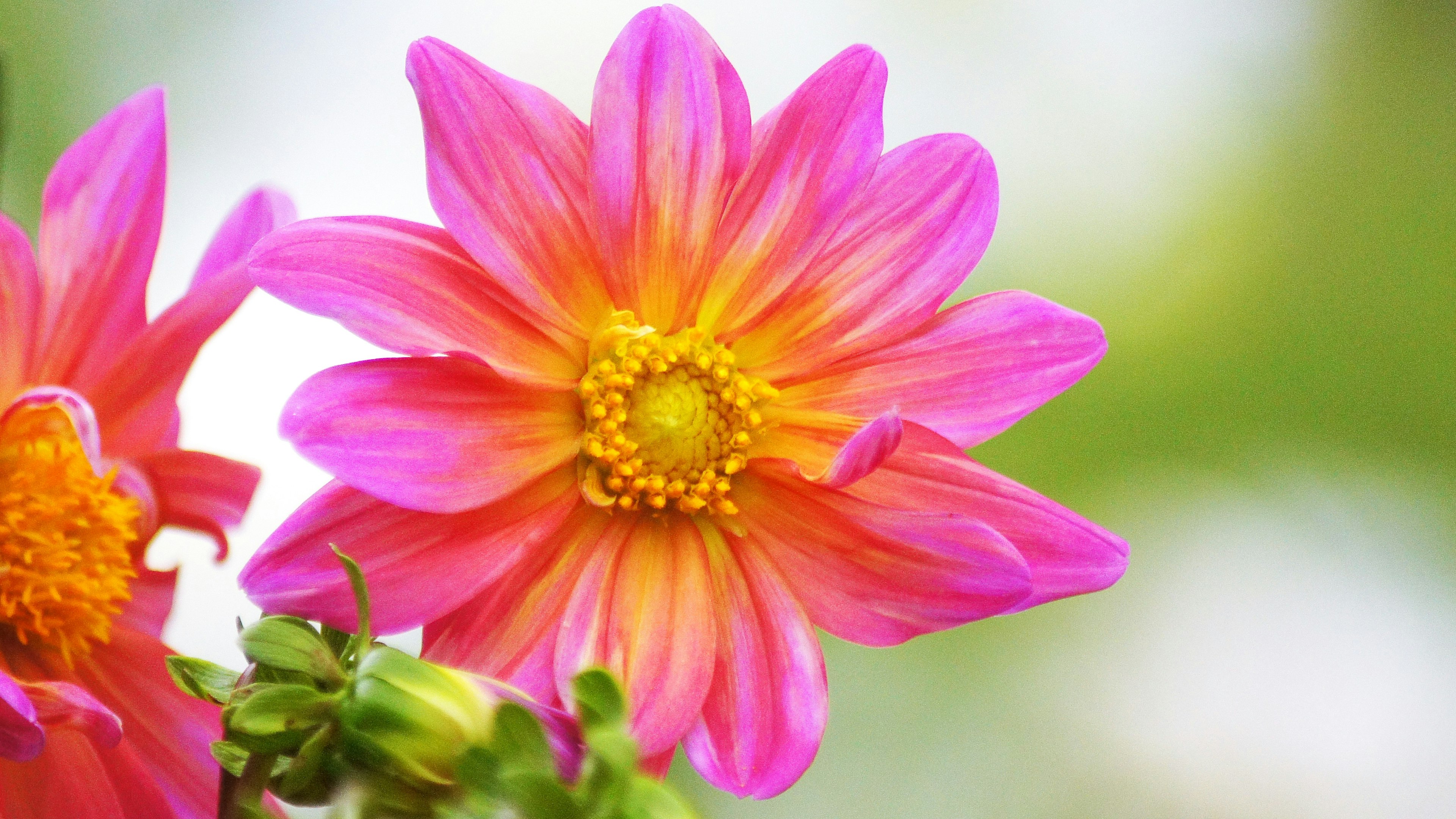 Fiore di dalia con petali rosa e arancioni vivaci