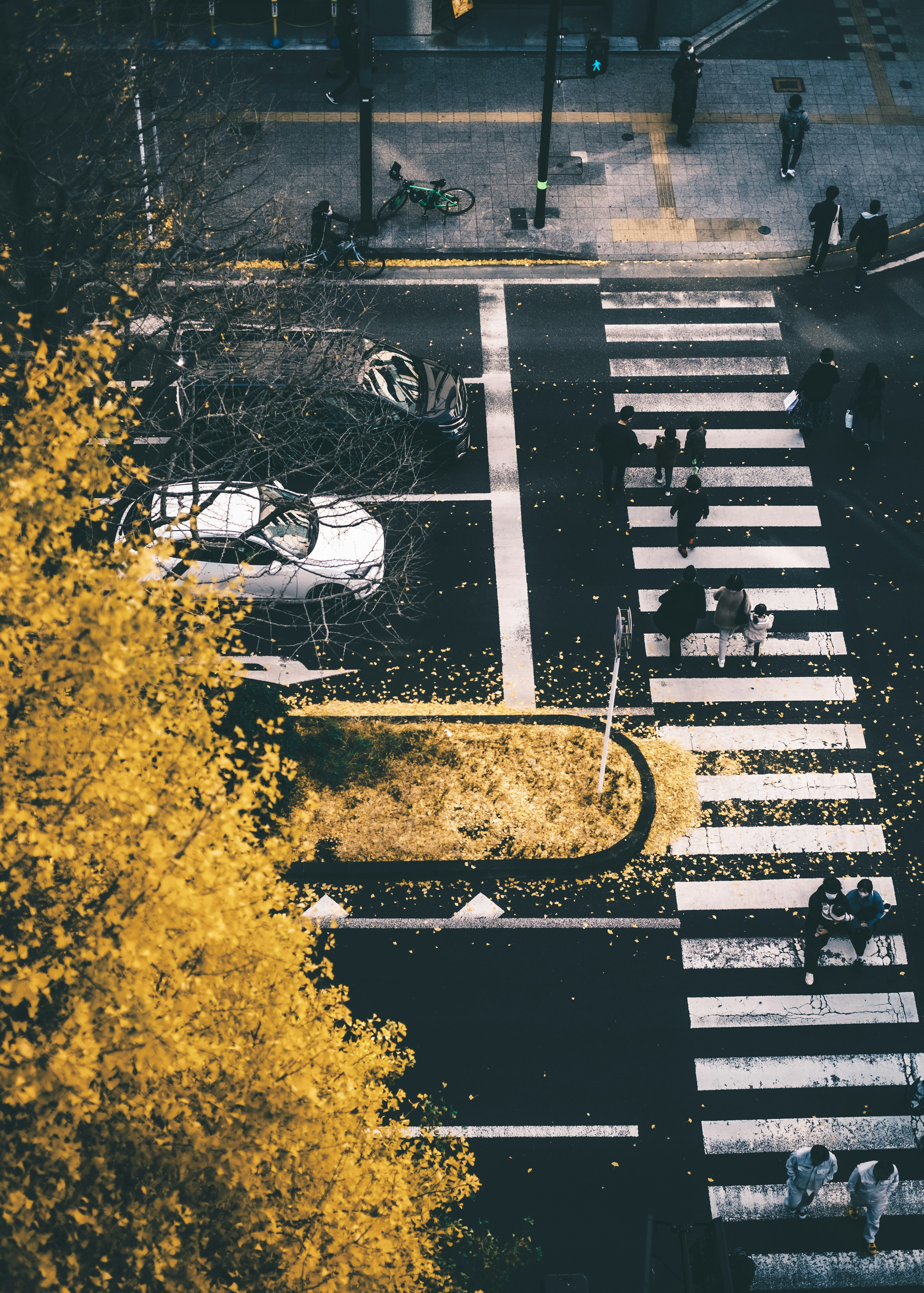 Aerial view of an intersection featuring a white crosswalk yellow leaves from trees and a parked car