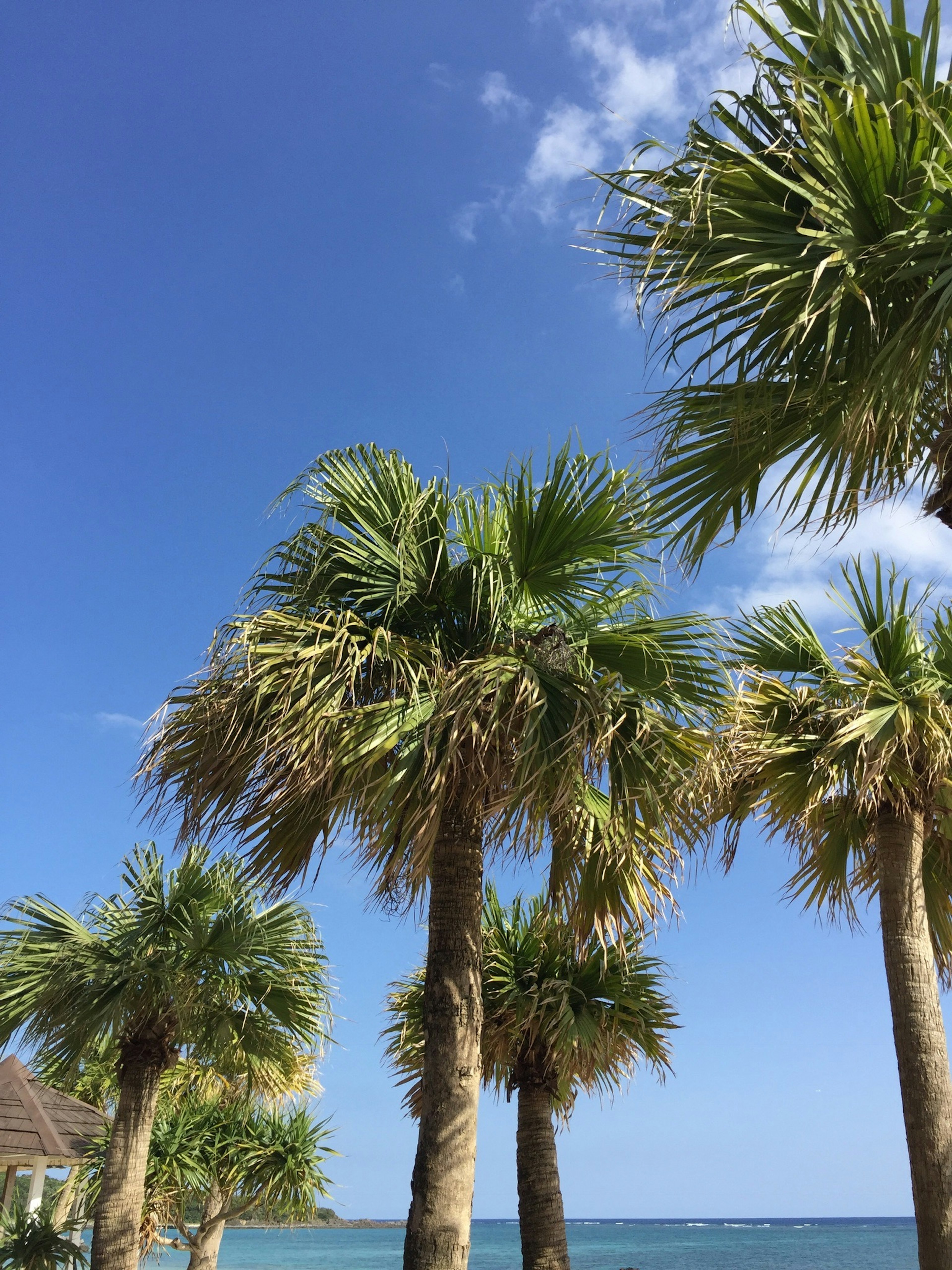 Cluster of palm trees against a blue sky and ocean backdrop