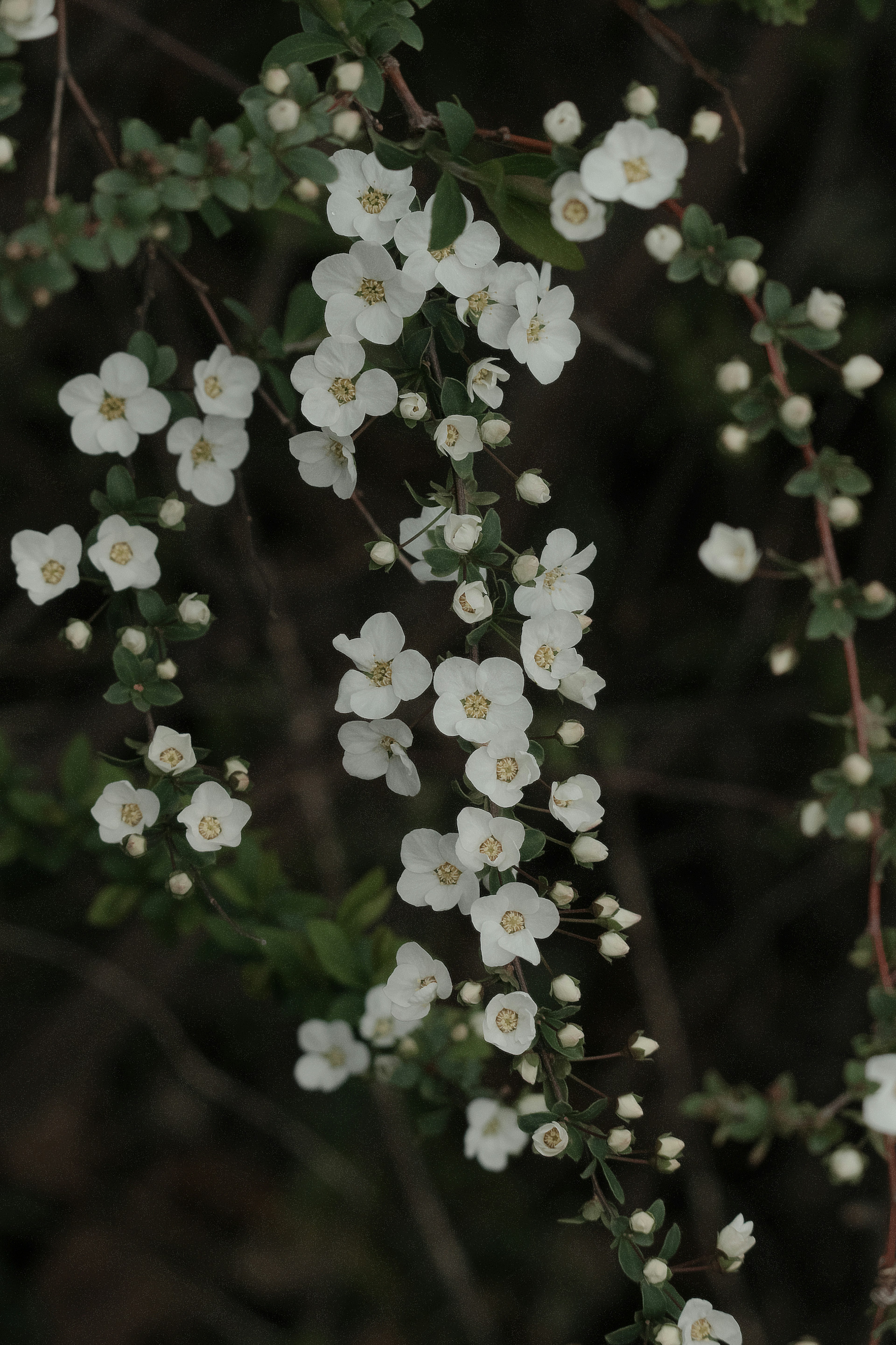 Primo piano di una vite con fiori bianchi in fiore