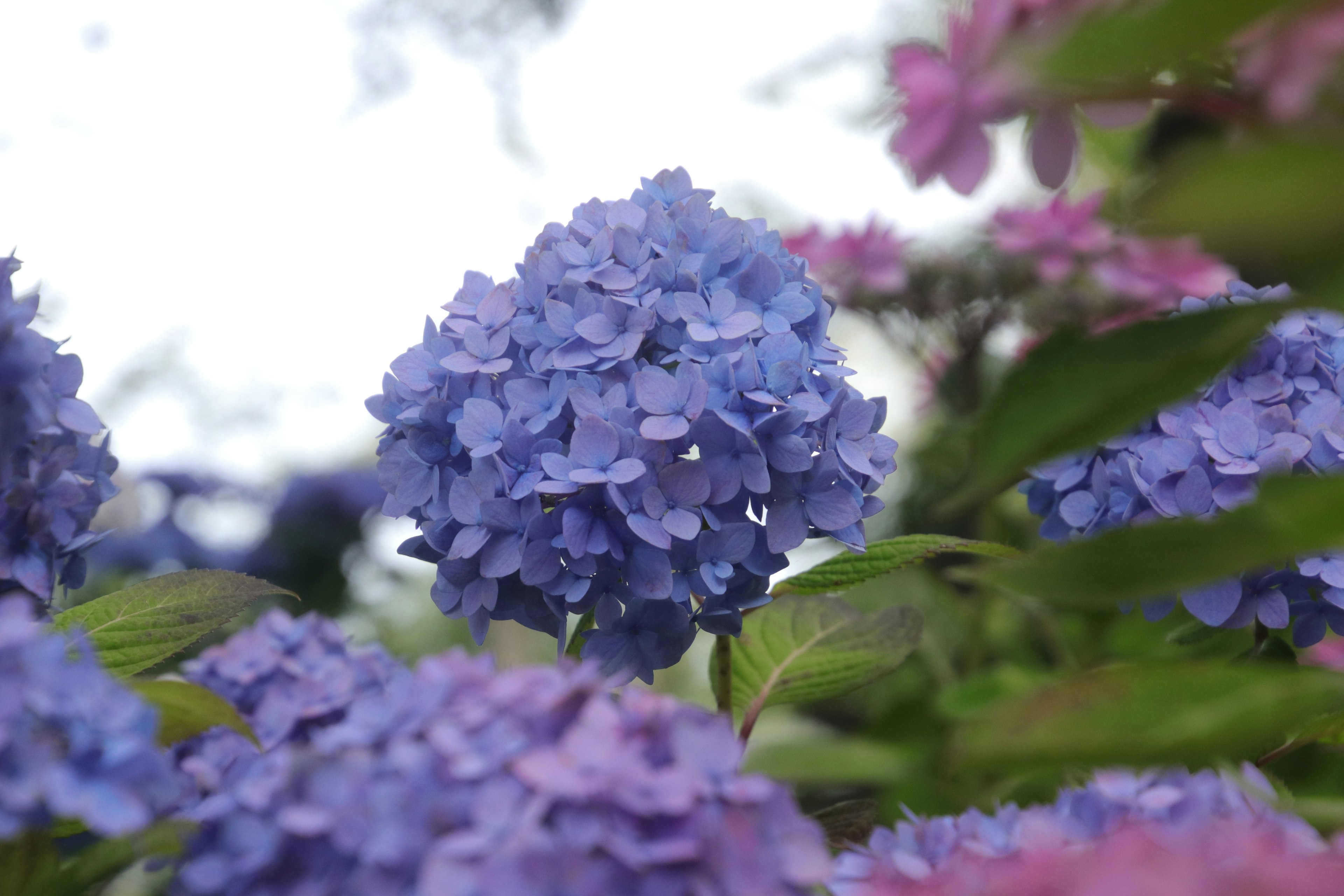 青紫色のアジサイの花が中心にあり、周囲にはピンク色の花が咲いている