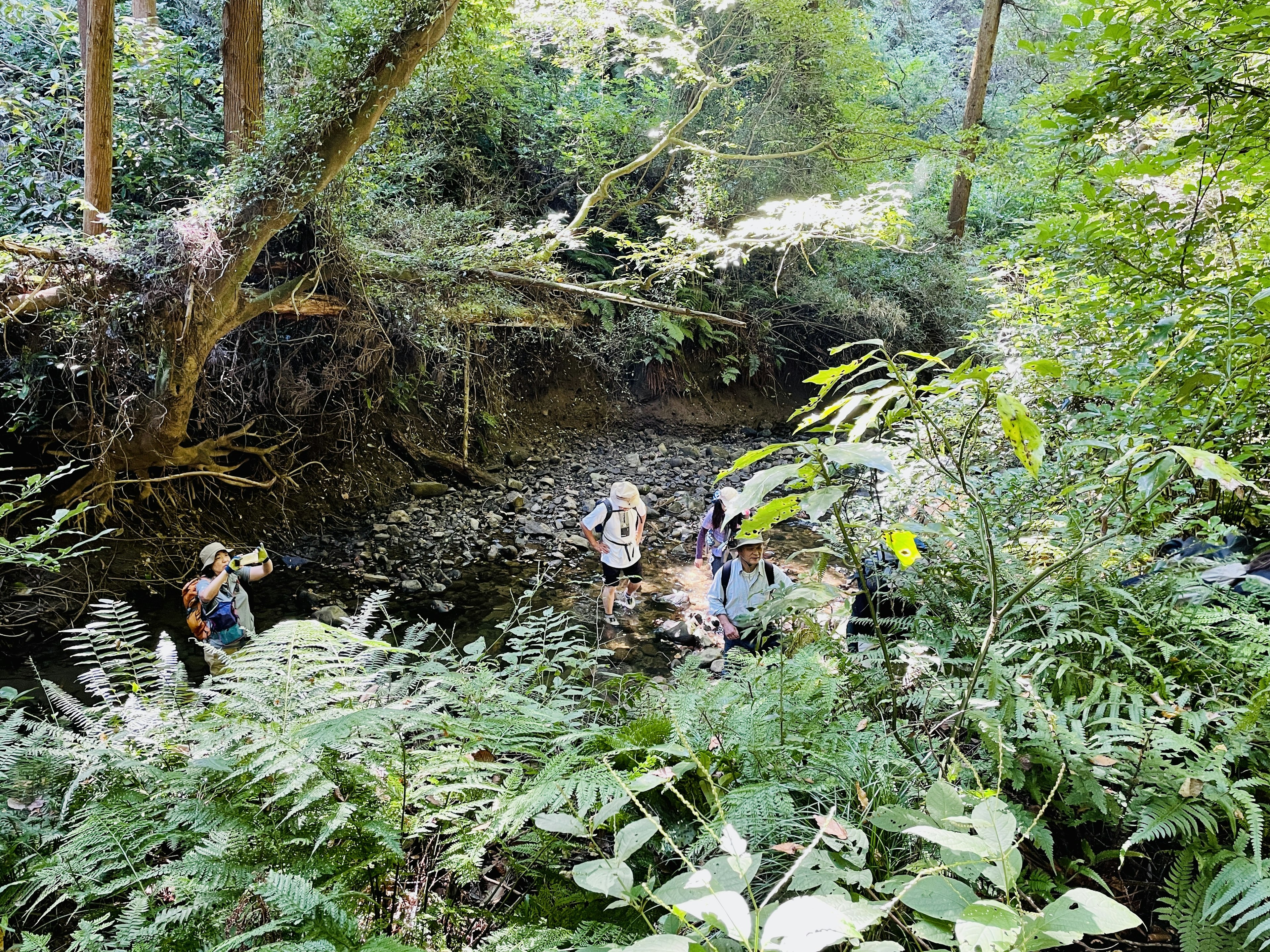 People near a water body in a lush green forest