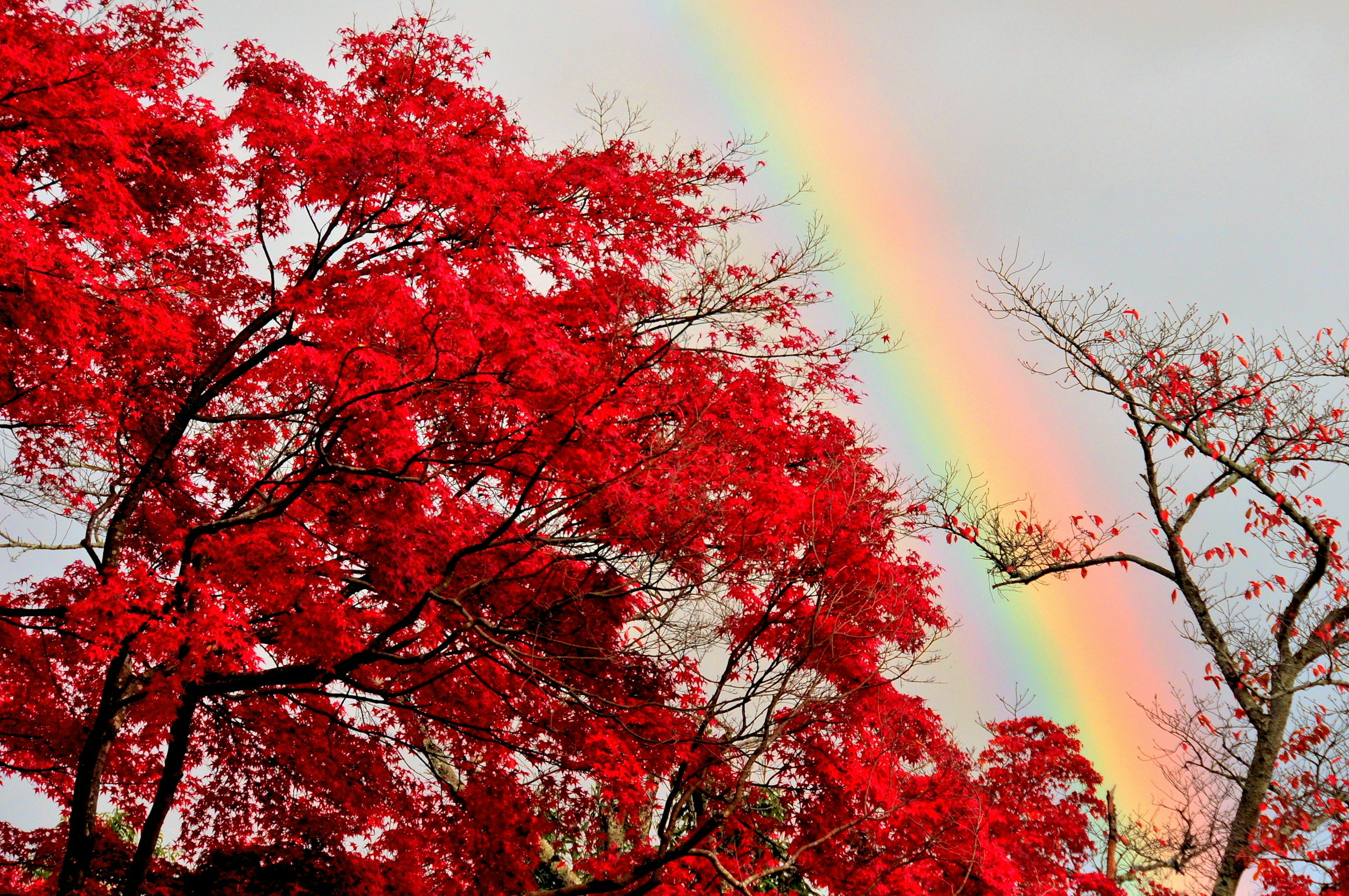 Feuilles rouges vives avec un arc-en-ciel en arrière-plan