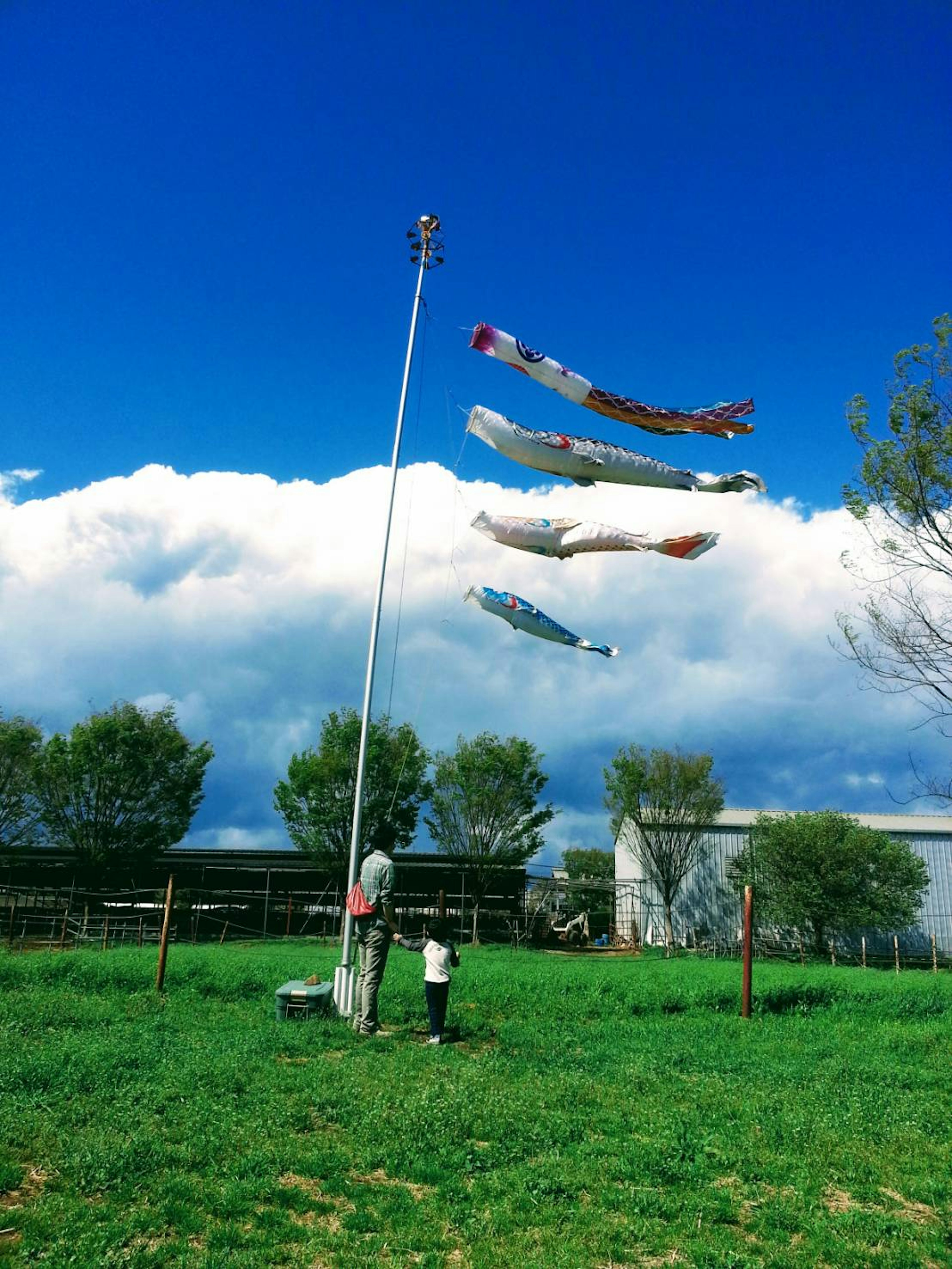 Layangan berwarna-warni terbang di langit biru di atas ladang hijau dengan tiang bendera