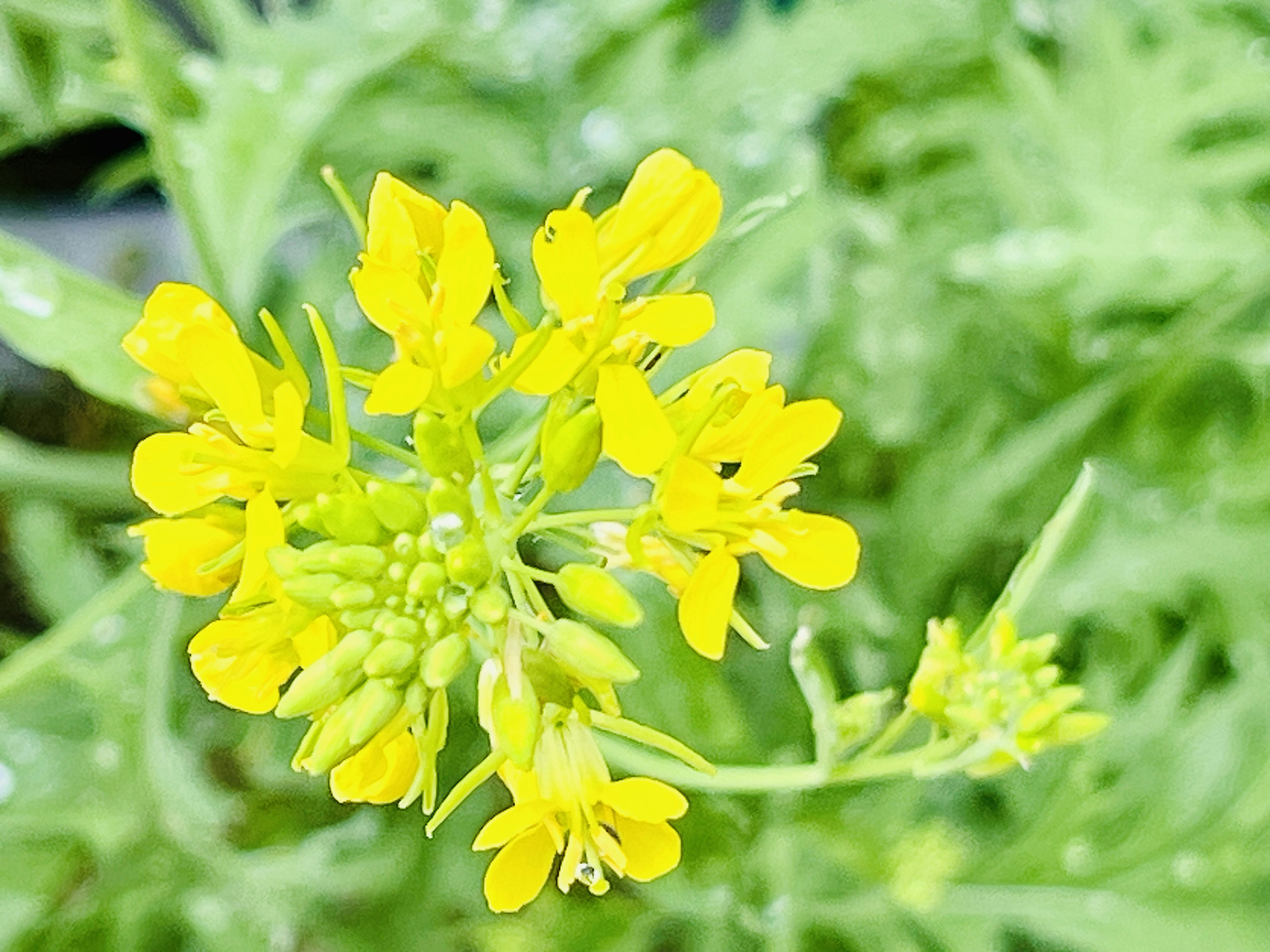 Nahaufnahme von lebhaften gelben Blumen, die auf einer Pflanze mit grünen Blättern im Hintergrund blühen